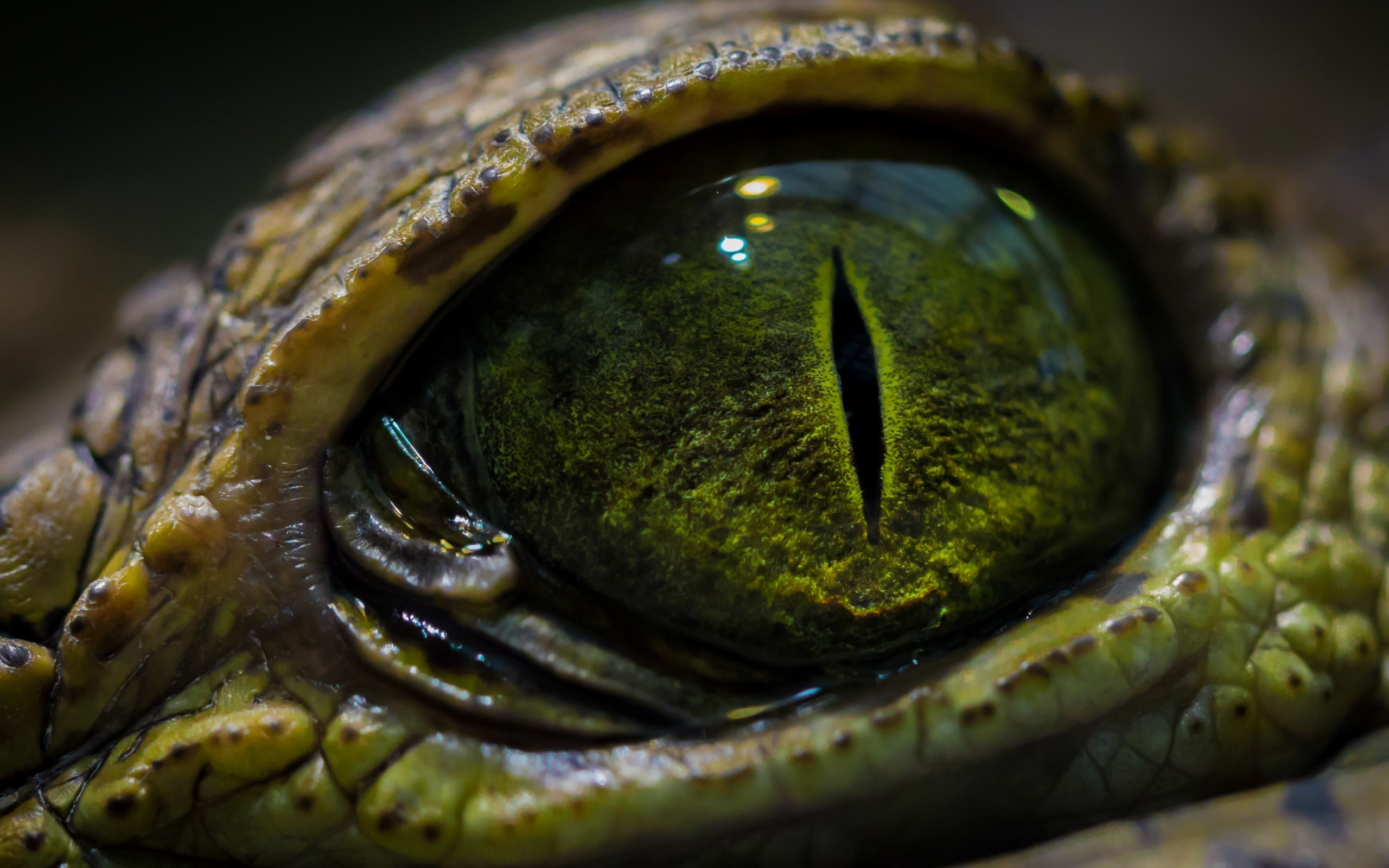 hd, green, lizard, eye, macro, 2K, animals, HD Wallpaper