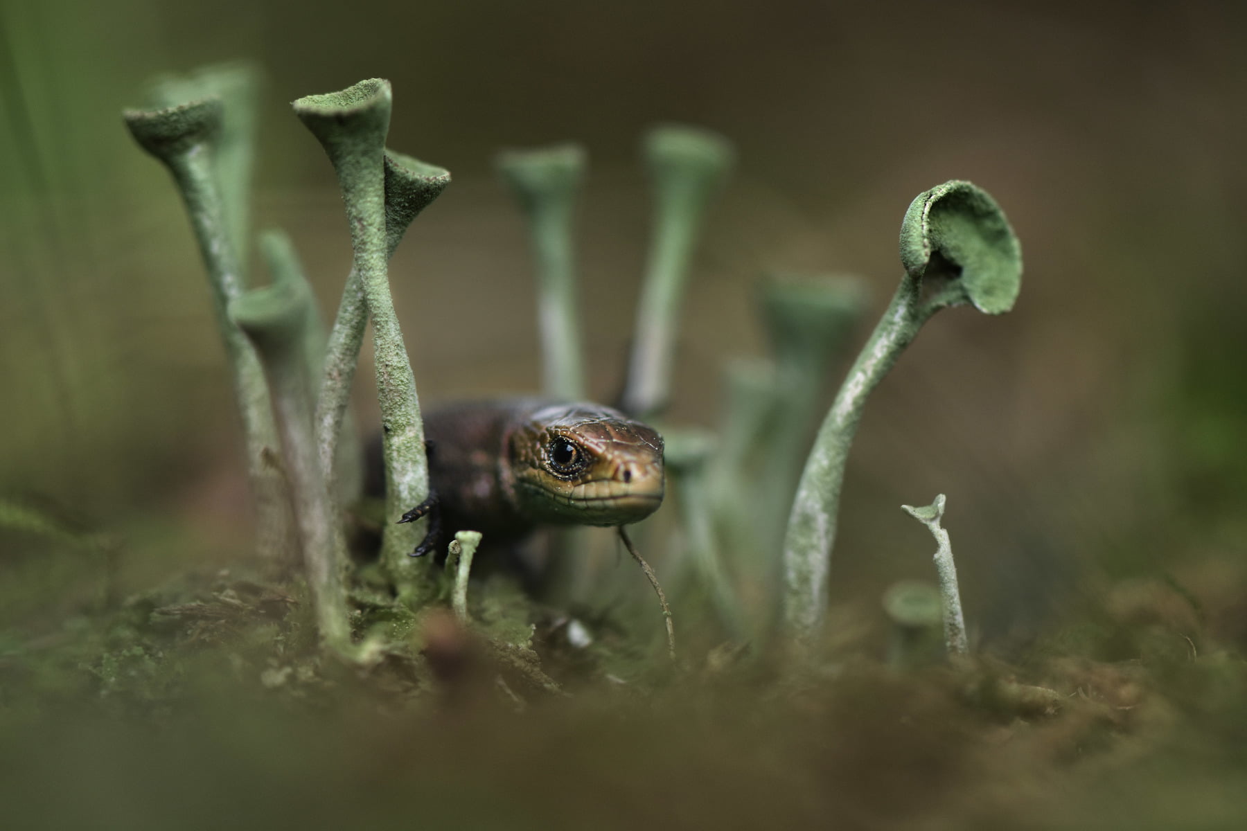 growth, amphibian, green color, close-up, animal themes, selective focus, animal wildlife, one animal, nature, invertebrate, reptile, depth of field, reptiles, HD Wallpaper