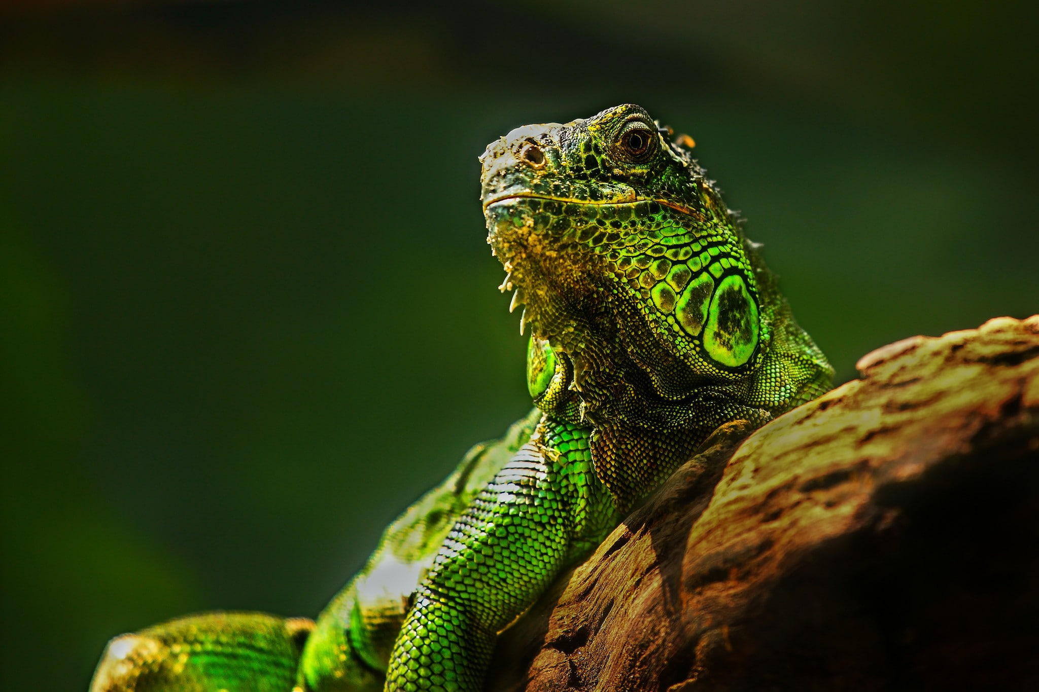 no people, textured, animals, animal, close-up, focus on foreground, reptile, outdoors, tree, vertebrate, green color, animal wildlife, nature, animal themes, HD Wallpaper