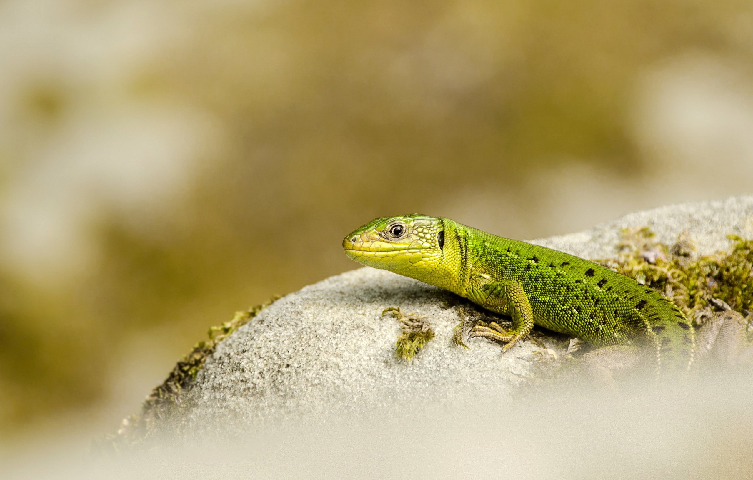 macro, animals, lizards, 2K, HD Wallpaper