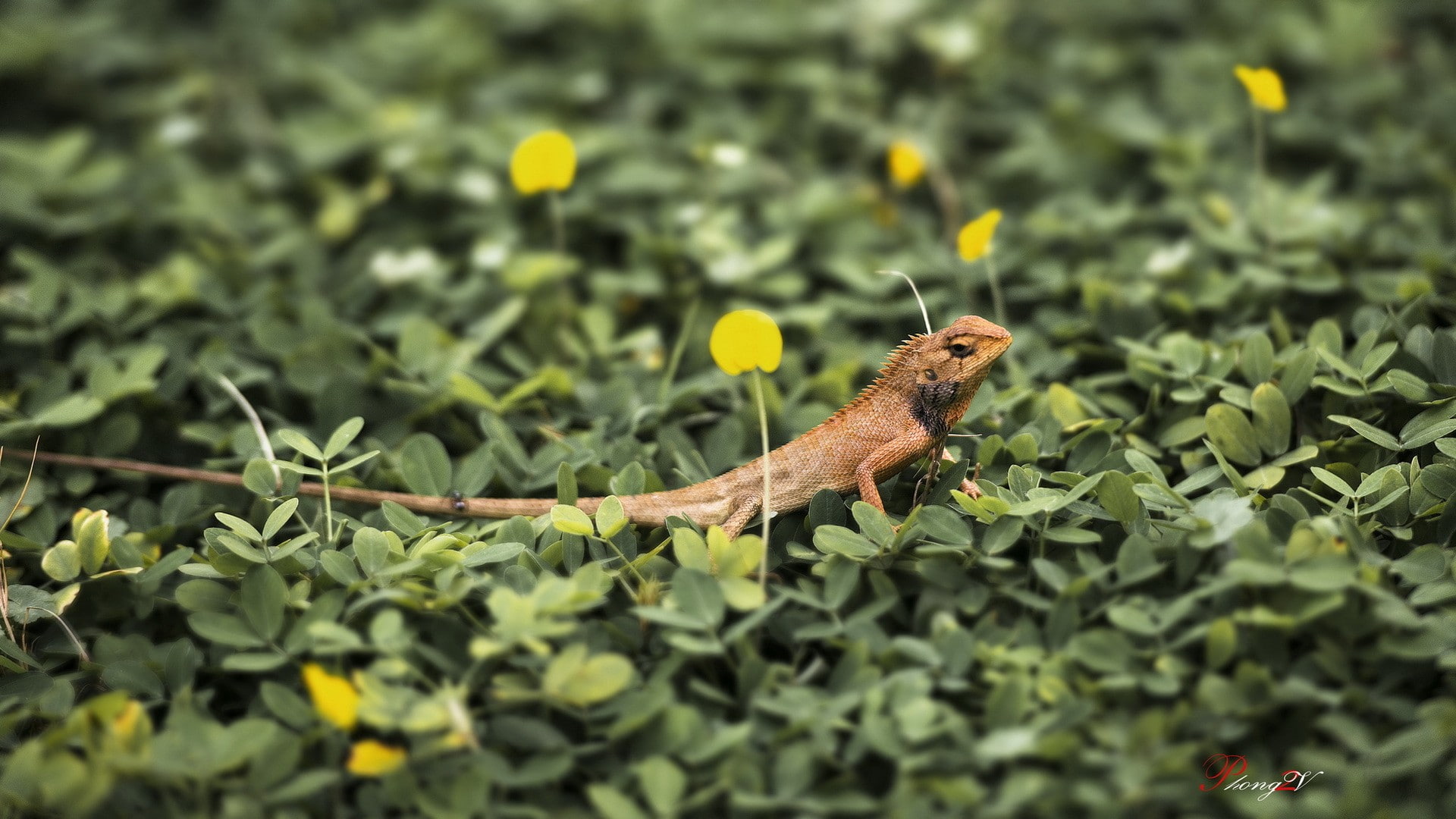 1080P, macro, lizards, animals, HD Wallpaper