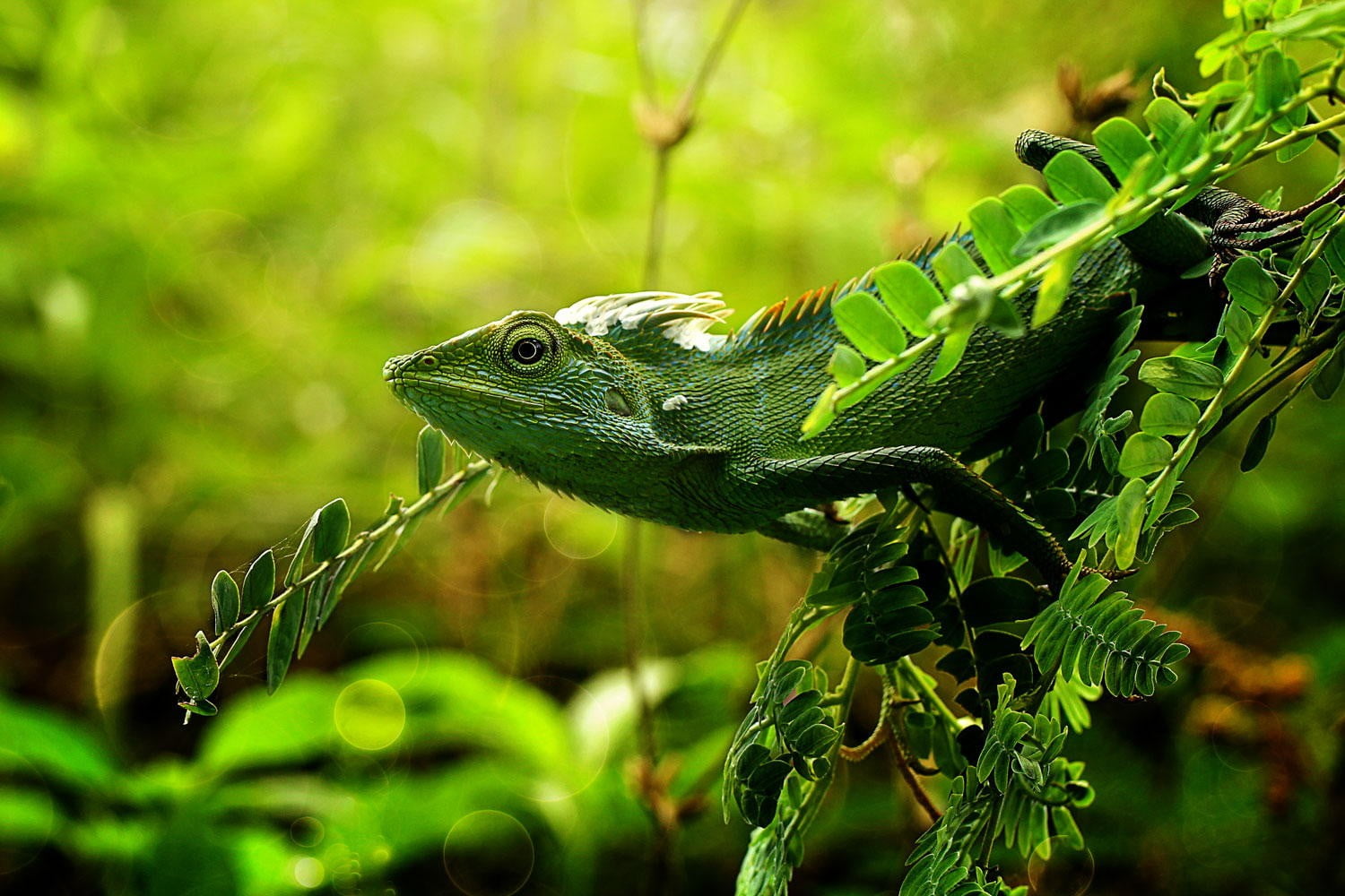 iguana, leaves, animal, nature, lizard, close-up, lizards, animal themes, rainforest, one animal, selective focus, macro, animals in the wild, plant part, HD Wallpaper