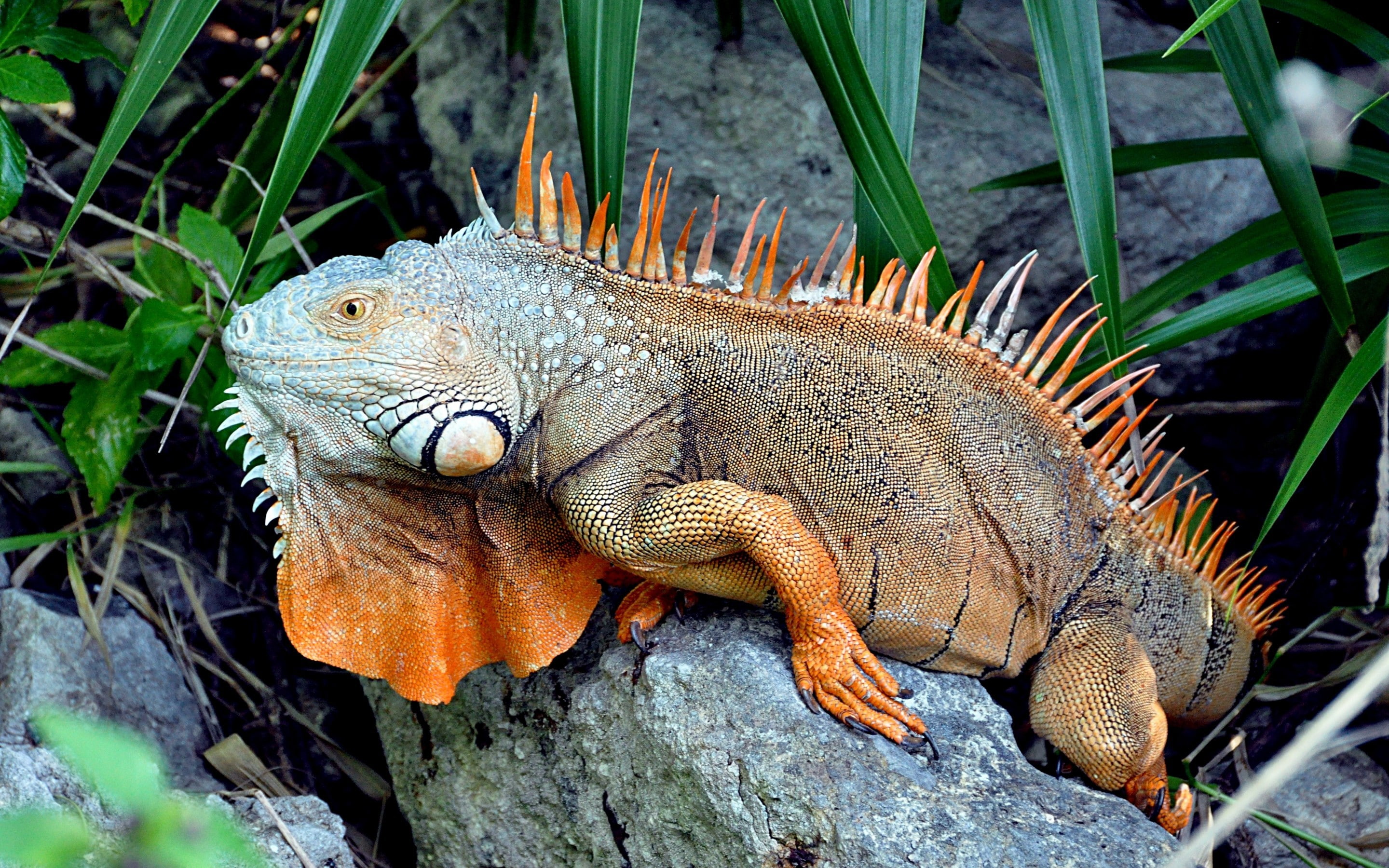 2K, green, stone, iguana, lizard, HD Wallpaper