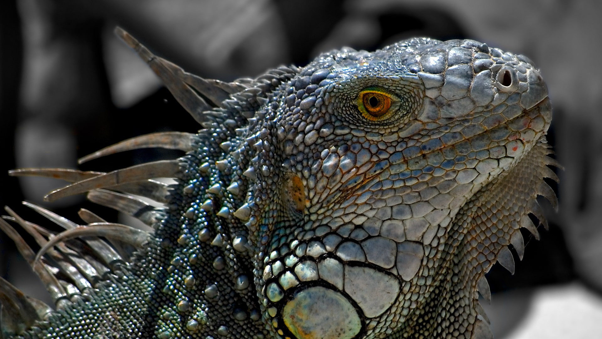 iguana, hd, lizard, animals, 1080P, HD Wallpaper