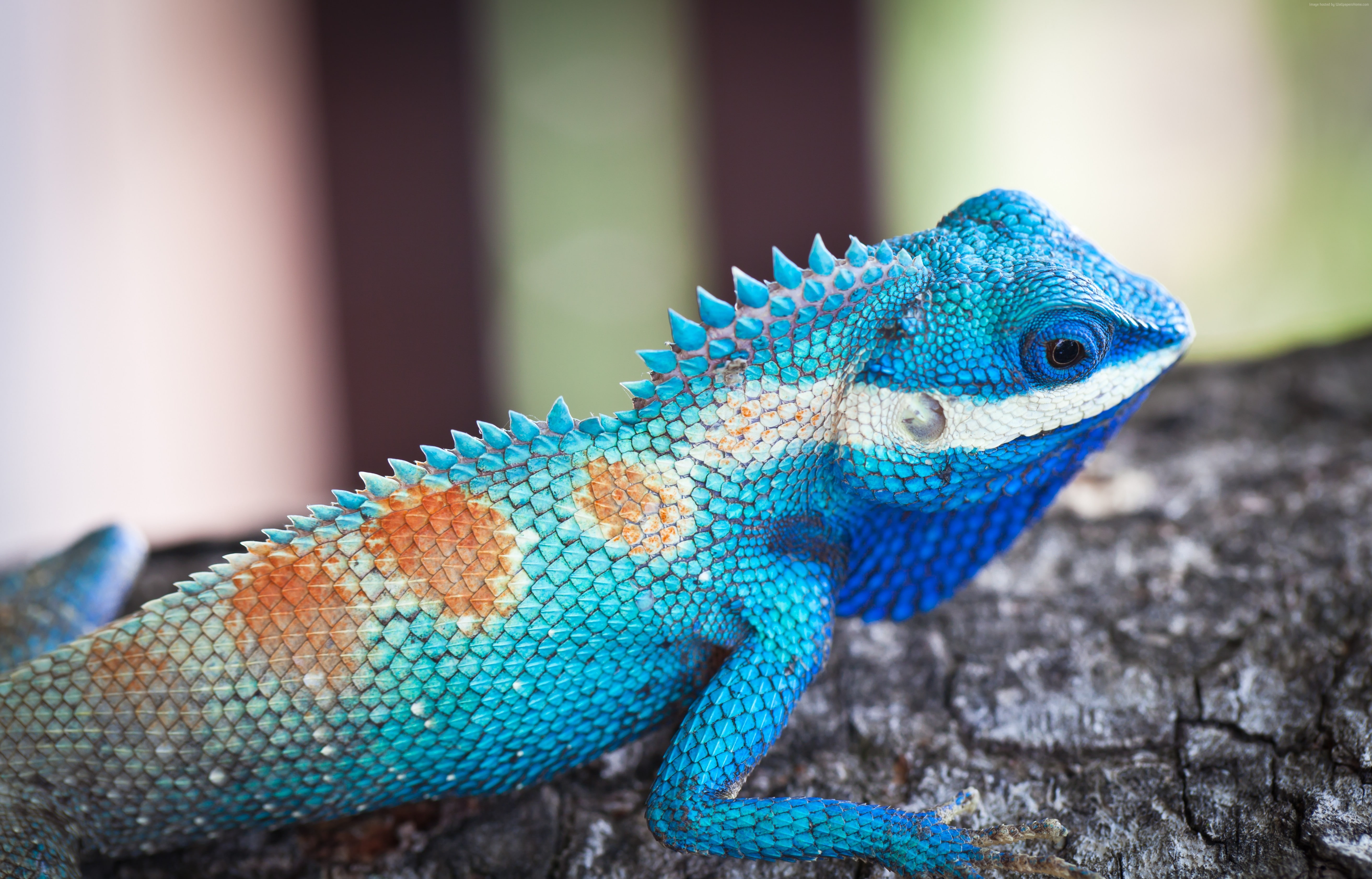 5K, reptiles, tree, Lacerta viridis, nature, animal, lizard, Blue iguana, HD Wallpaper