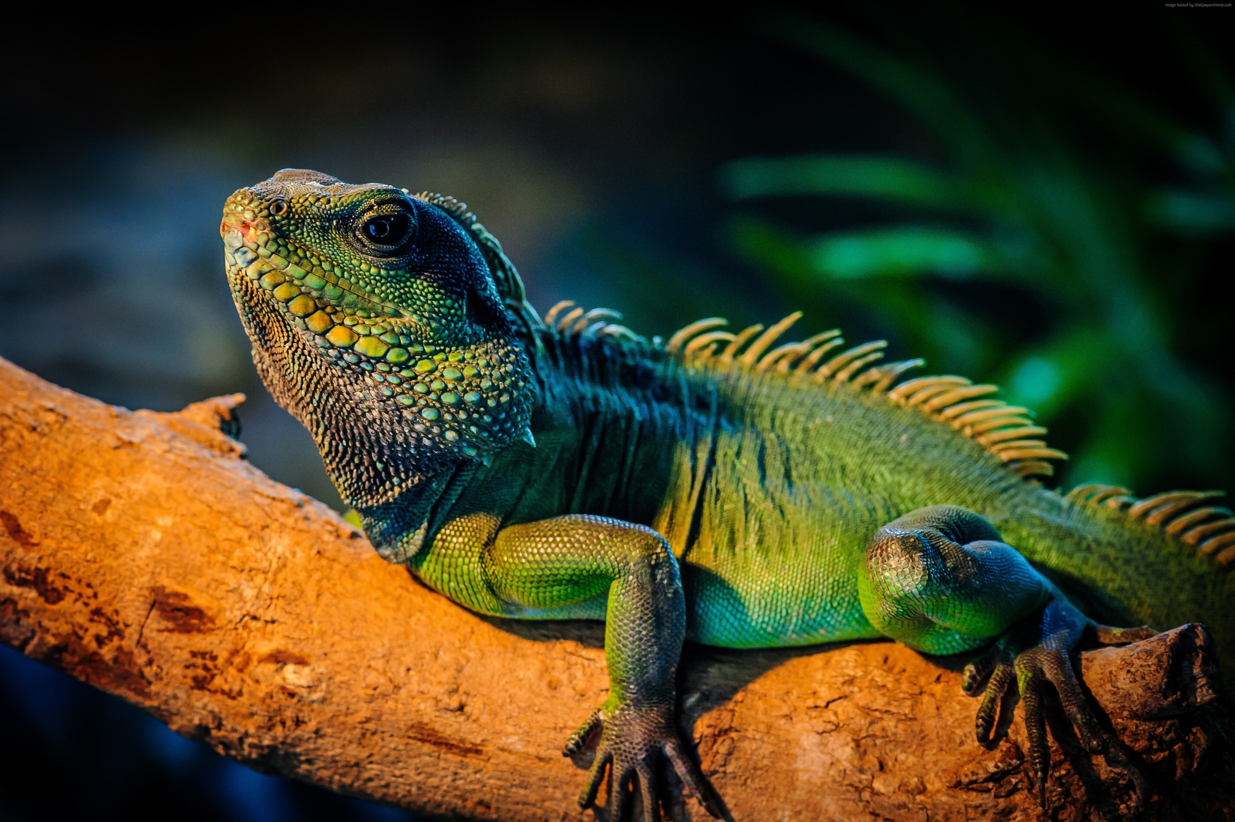 cute animals, 4K, iguana, lizard, HD Wallpaper