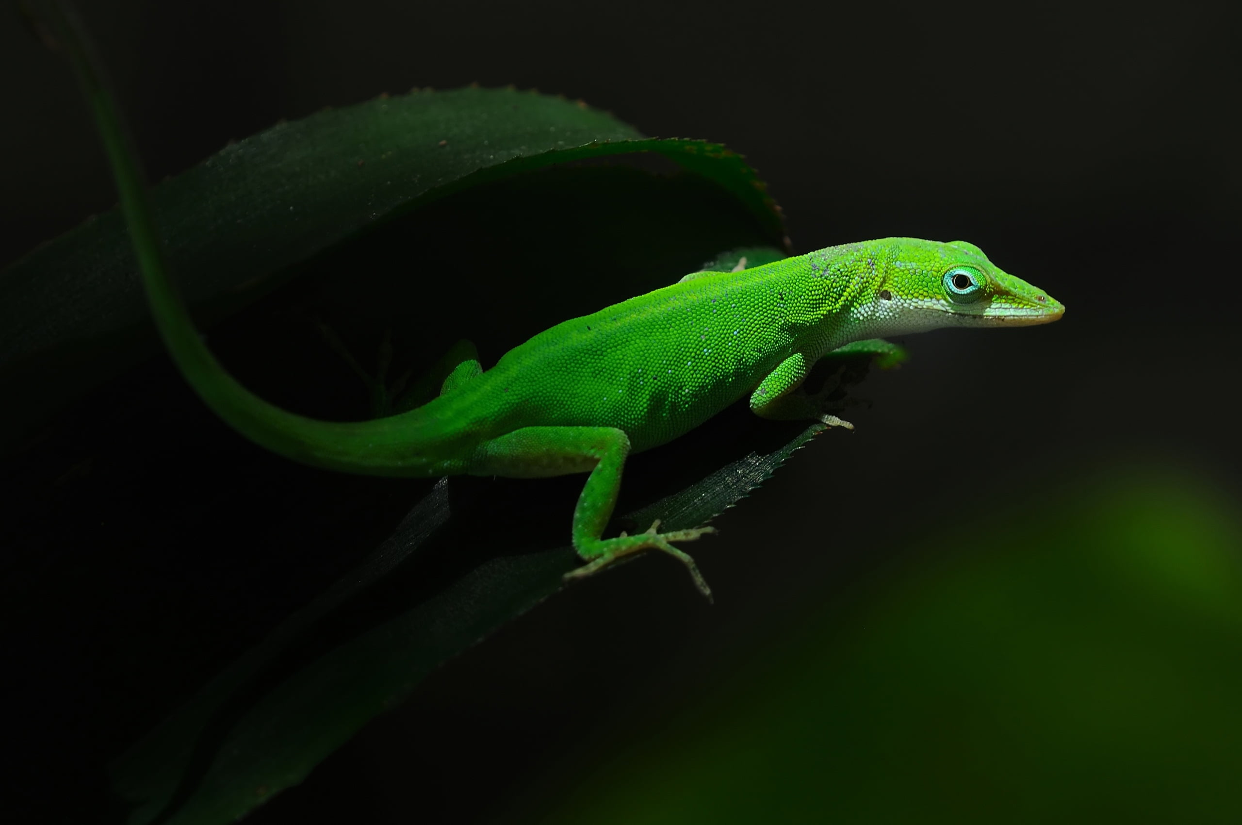 studio shot, leaf, animal Eye, one Animal, vertebrate, reptile, green, lizard, gecko, tropical Climate, backgrounds, 2K, no People, close-up, wildlife, HD Wallpaper