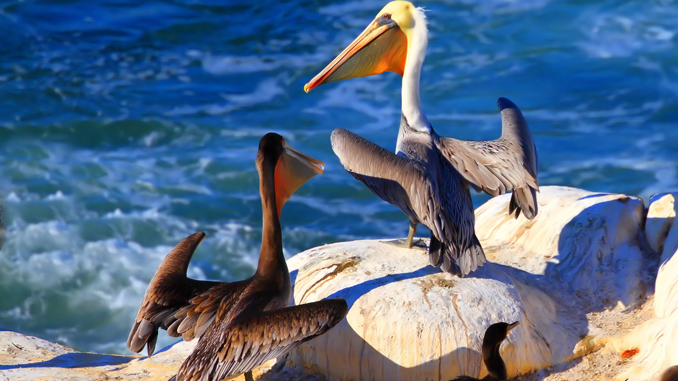 4k wallpapaers, bird, 2560x1440 .Animals, 2K, Pelican, Rock, HD Wallpaper