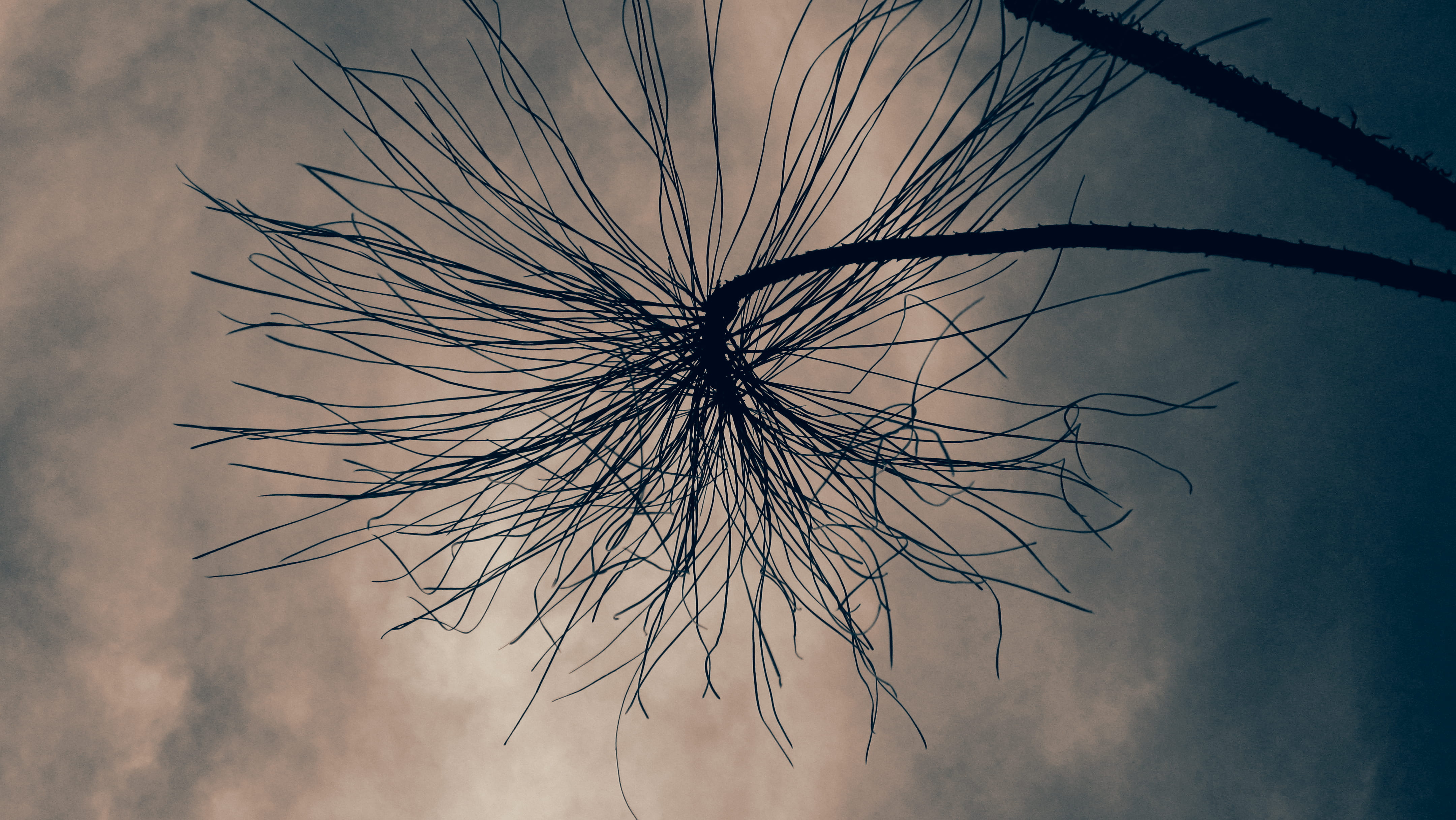 wallpapaer, tree, bird, sky, vegetation, invertebrate, outdoors, india, pattern, hometown, tranquility, close-up, agaric, silhouette, spider, plant, bush, HD Wallpaper
