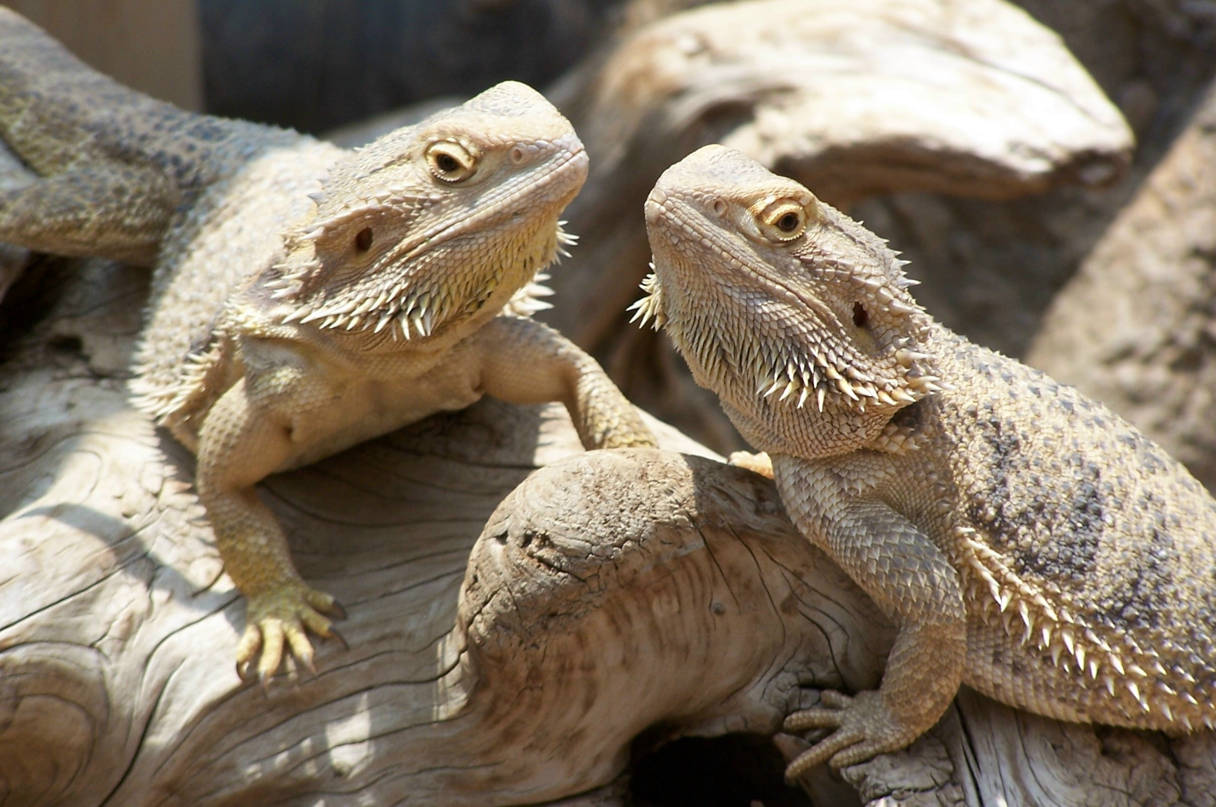 animals, 1080P, nature, lizards, HD Wallpaper