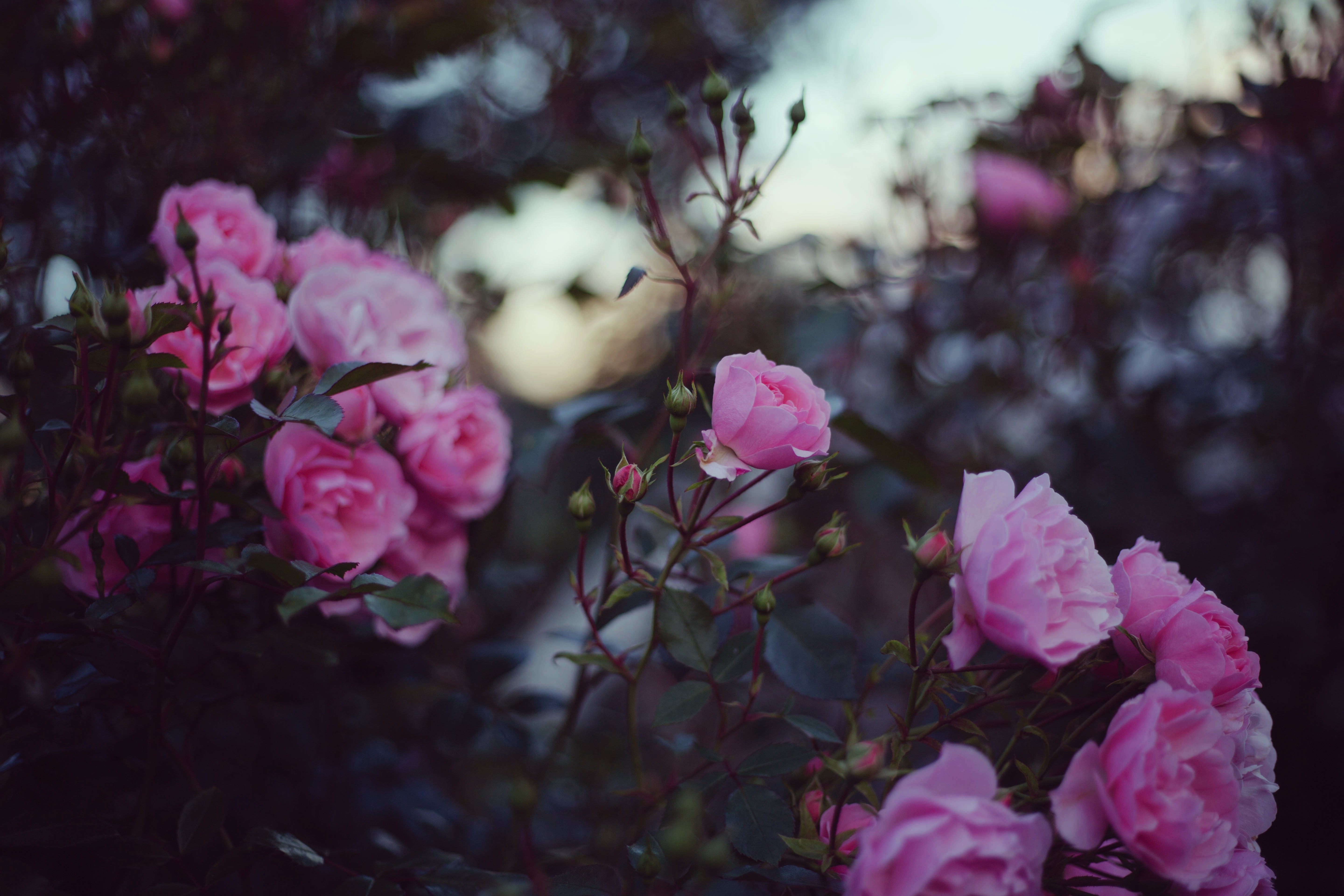 plants, closeup, flowers, 5K, blurred, nature, HD Wallpaper