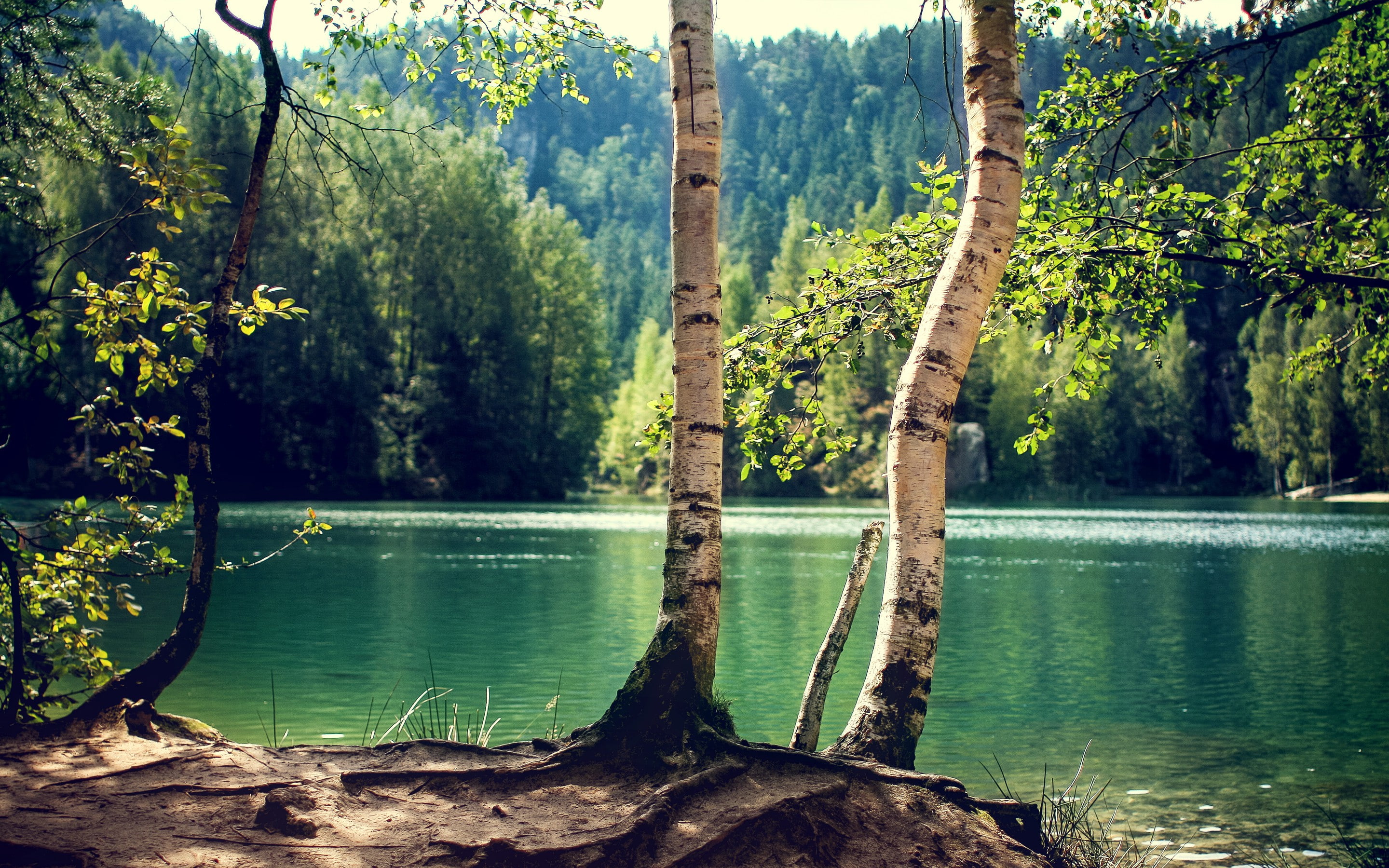 Lake, birch, sunny, leaf, green, forest, trees, 2K, trunk, HD Wallpaper