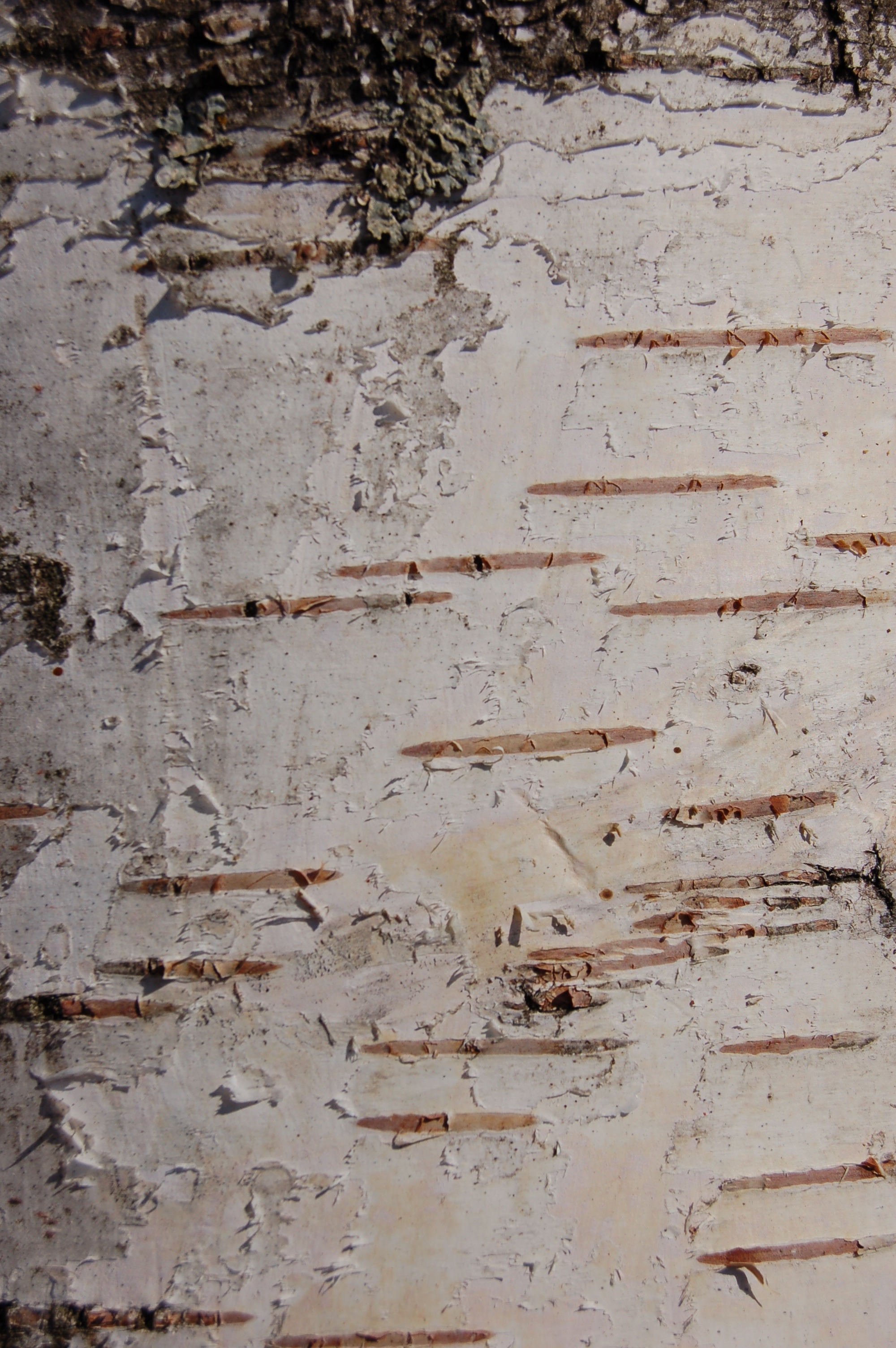 wood - material, close-up, wall - building feature, ruined, 2K, no people, birch bark, textured, birch, architecture, dirty, full frame, rough, bad condition, Phone HD Wallpaper