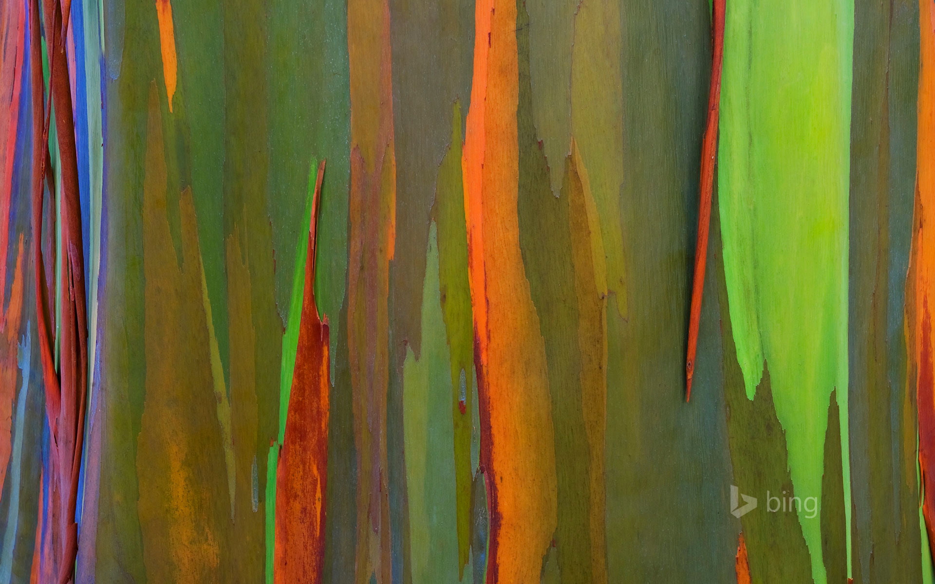 nature, rainbow eucalyptus, Hawaii, bark, color, Maui, 1080P, tree, HD Wallpaper