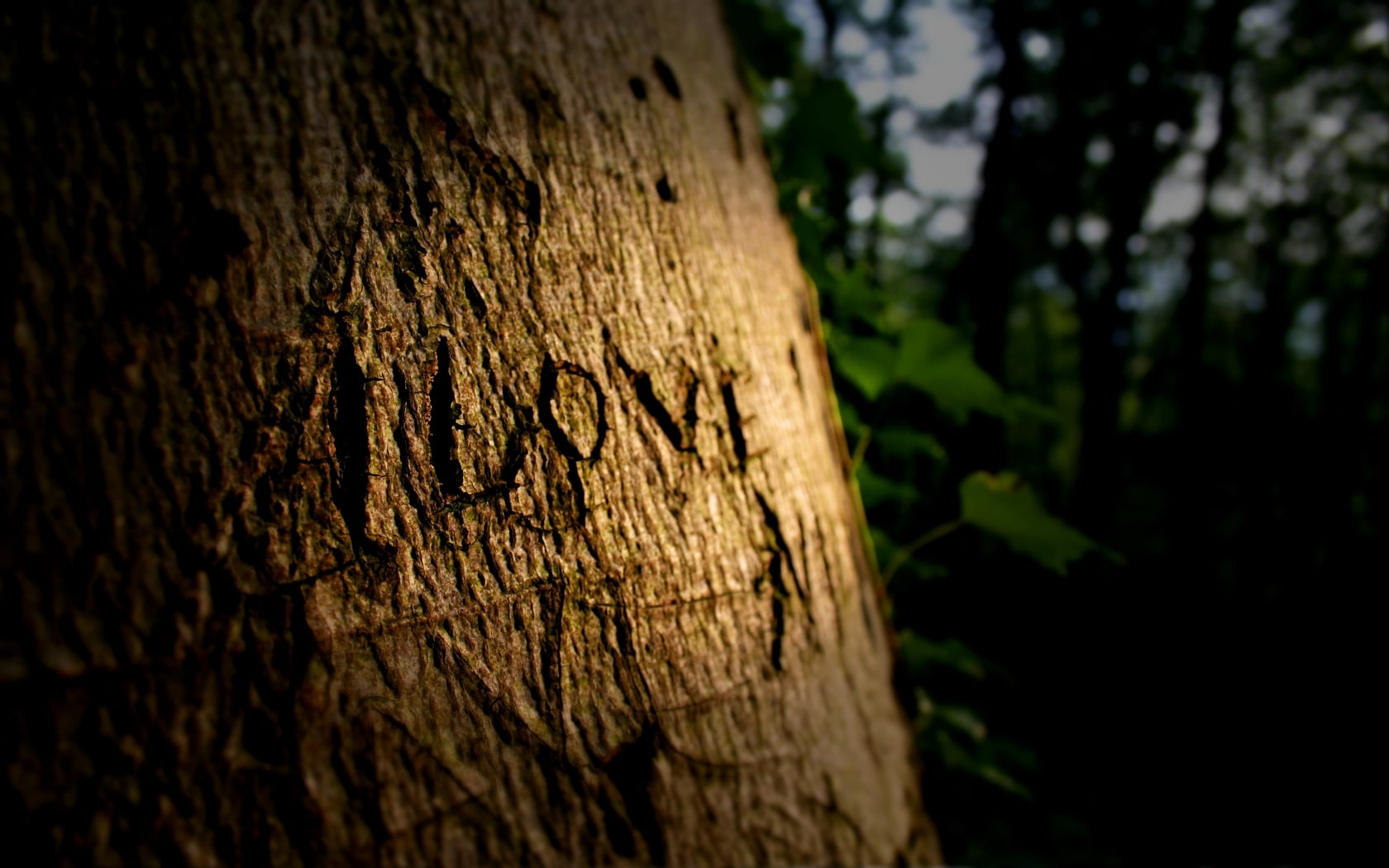 positive emotion, summer, color Image, tree Trunk, branch, green Color, trunk, macro, beauty In Nature, abstract, message, wood - Material, wooden, plant, HD Wallpaper