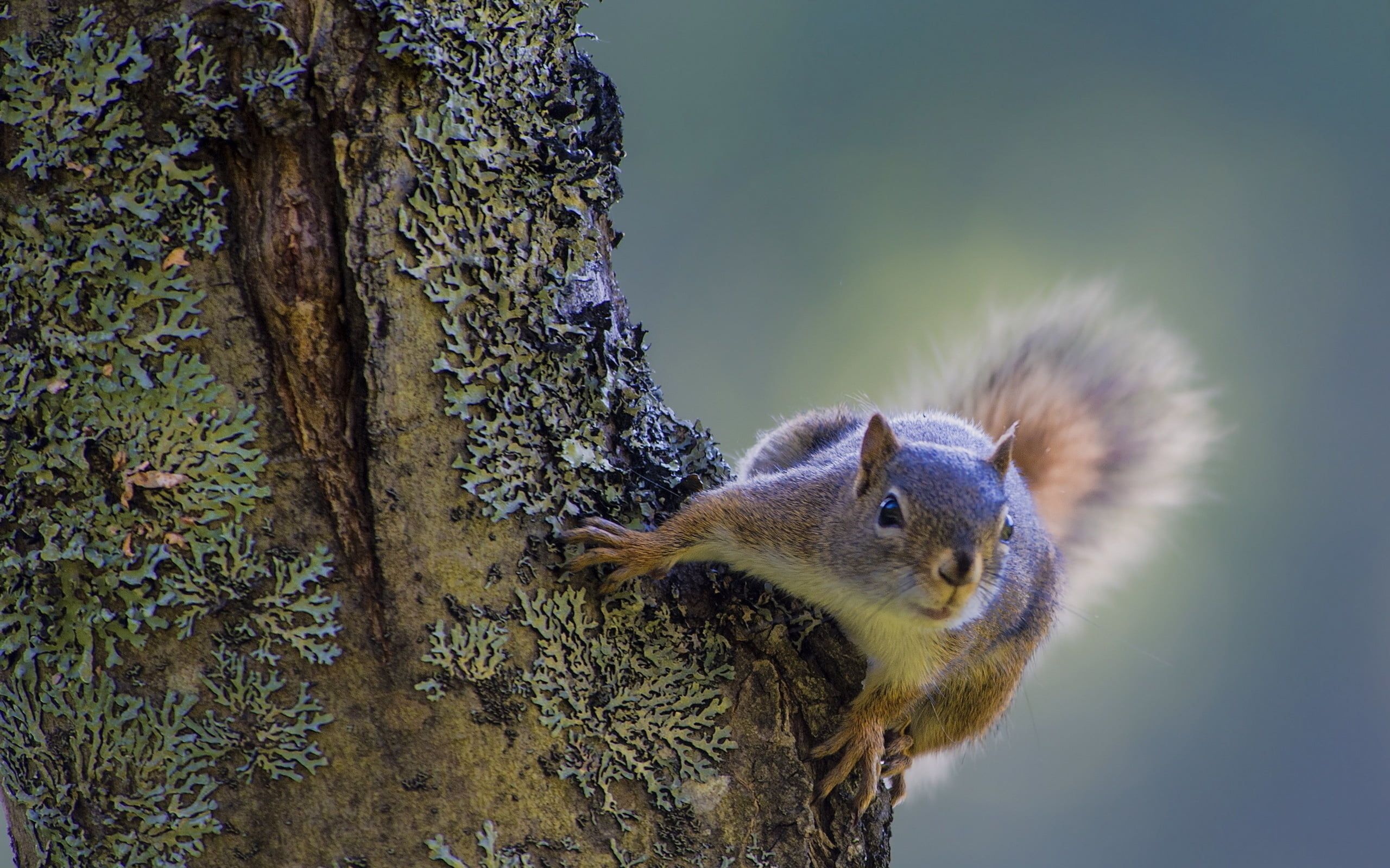 nature, squirrel, one Animal, animal wildlife, plant, whisker, vertebrate, animal, fluffy, outdoors, brown, focus on foreground, day, trunk, eating, mammal, HD Wallpaper