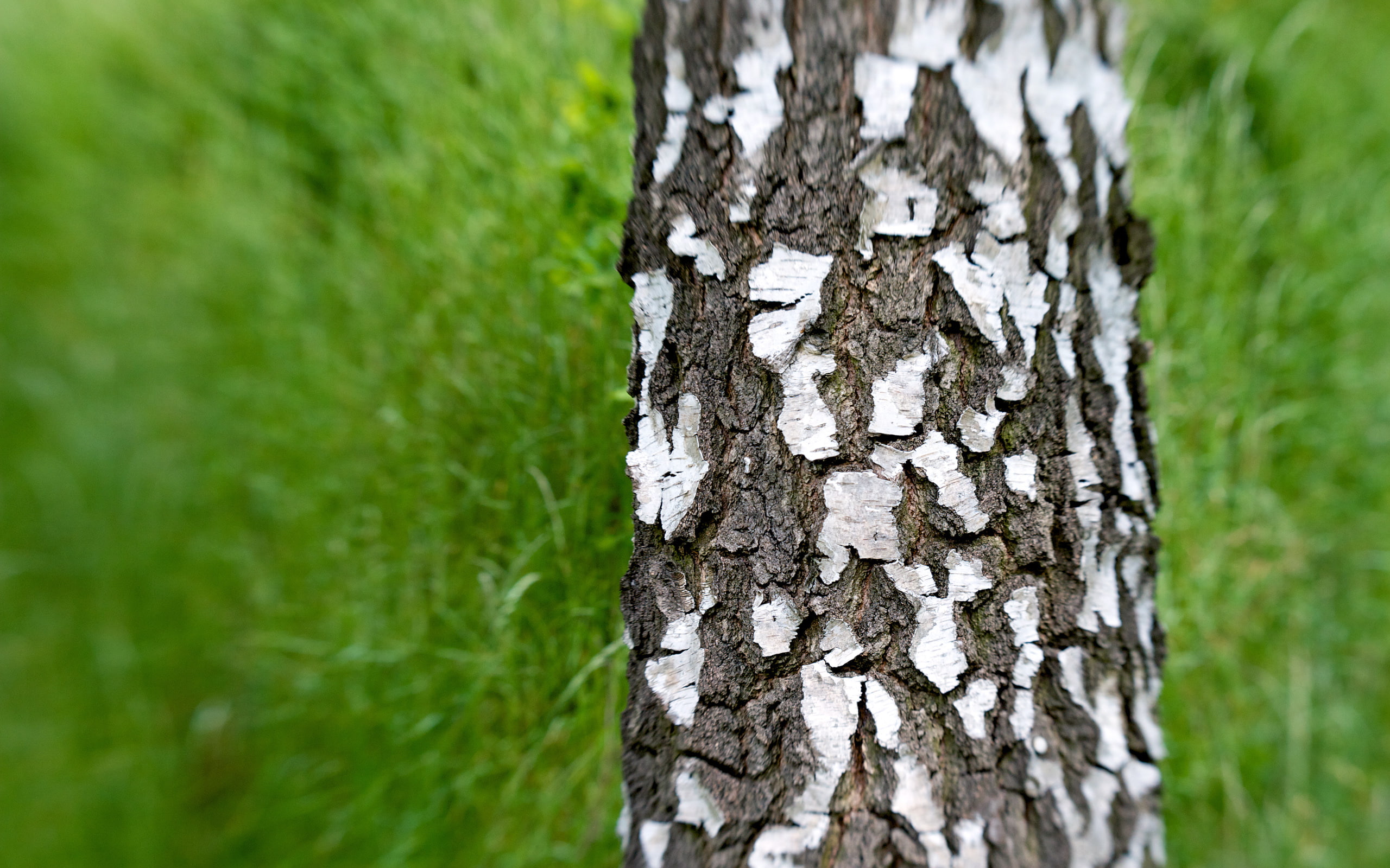hd, blur, nature, motion, tree, bark, 2K, trunk, HD Wallpaper