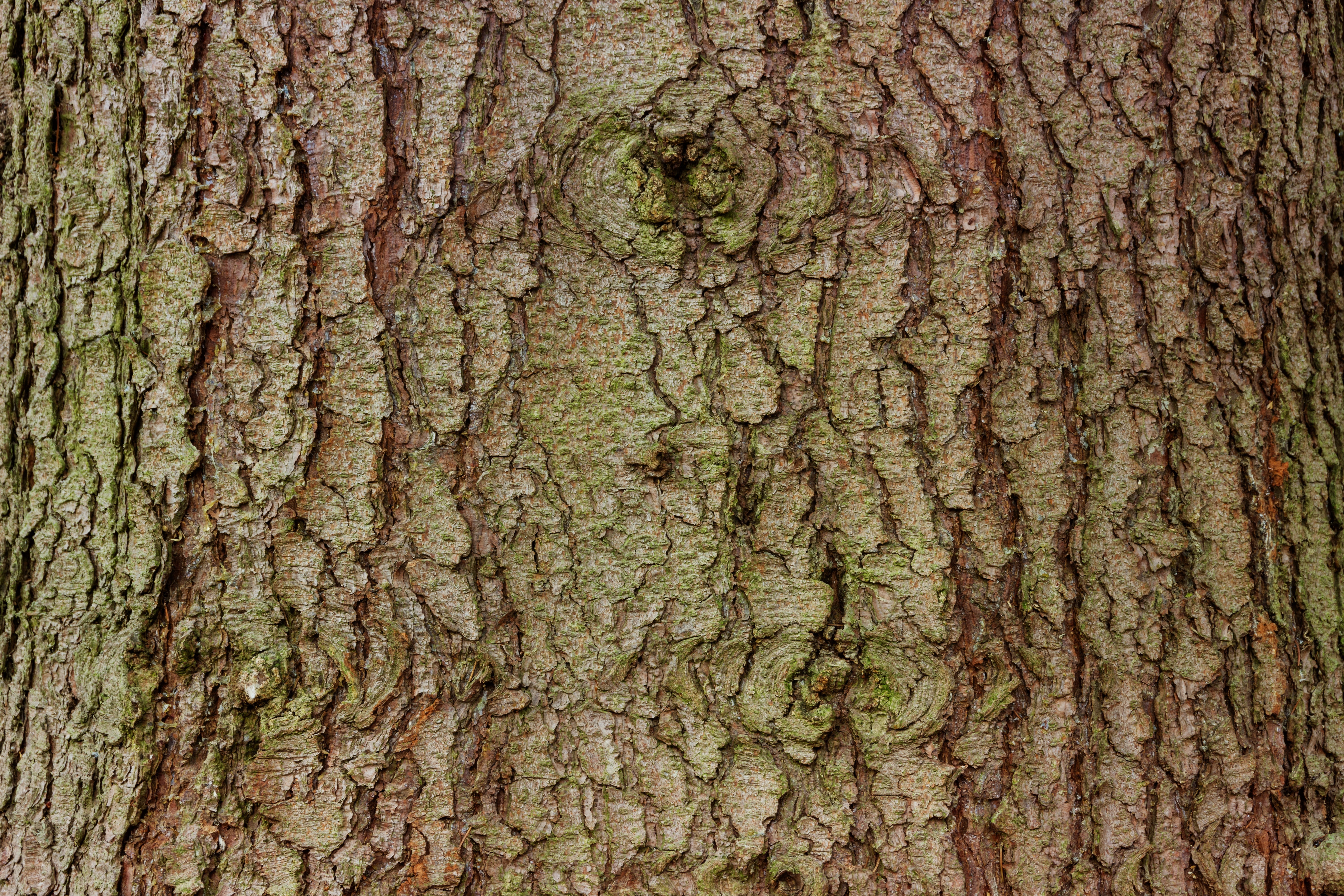 full frame, close-up, pattern, log, natural pattern, brown, wood - material, grain, no people, bark, trunk, backgrounds, growth, wood, outdoors, surface, HD Wallpaper