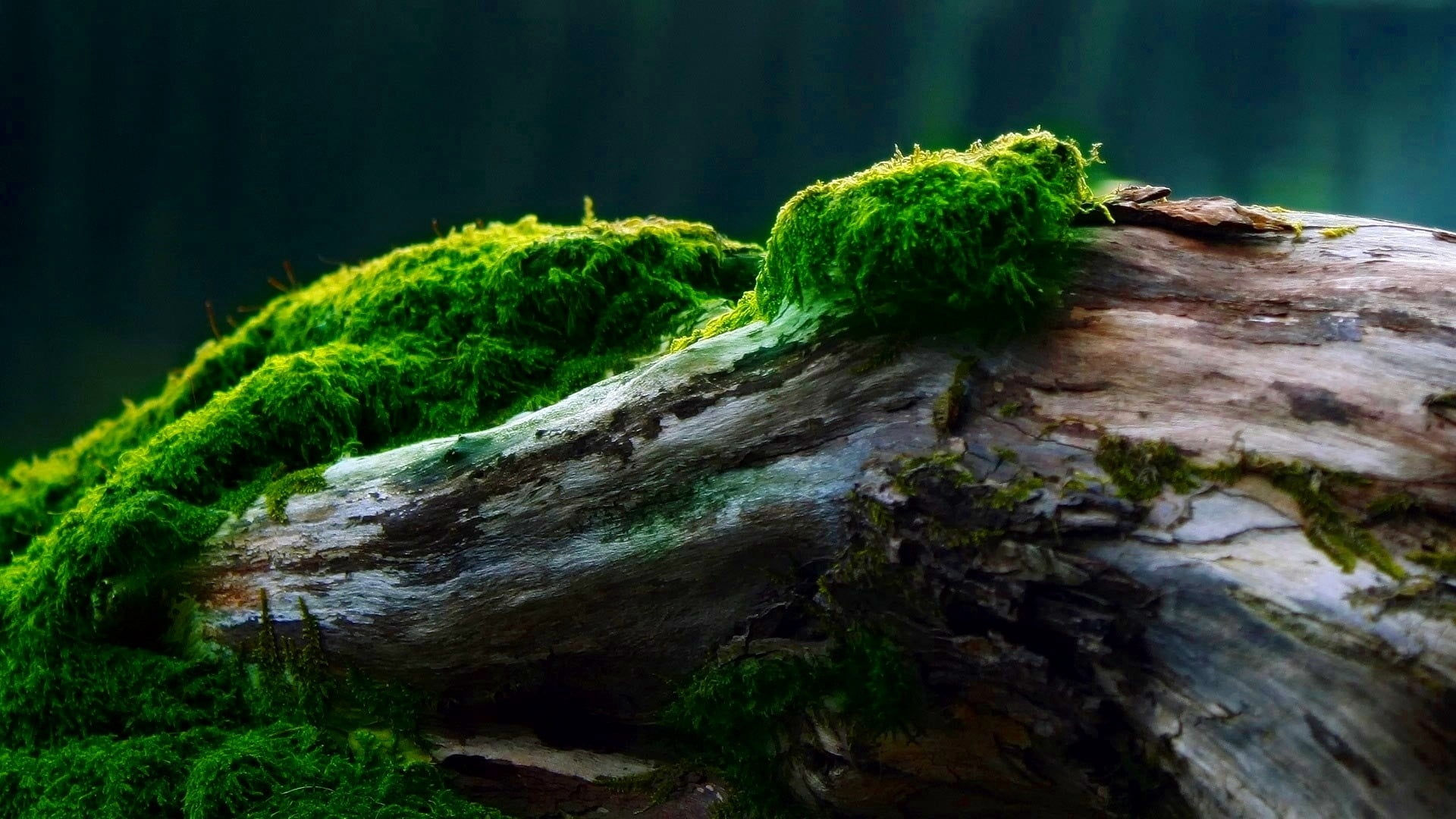 1080P, cover, tree Trunk, forest, trunk, rock - Object, root, rock, grass, moss, wood, tranquility, focus on foreground, nature, branch, no People, green Color, HD Wallpaper