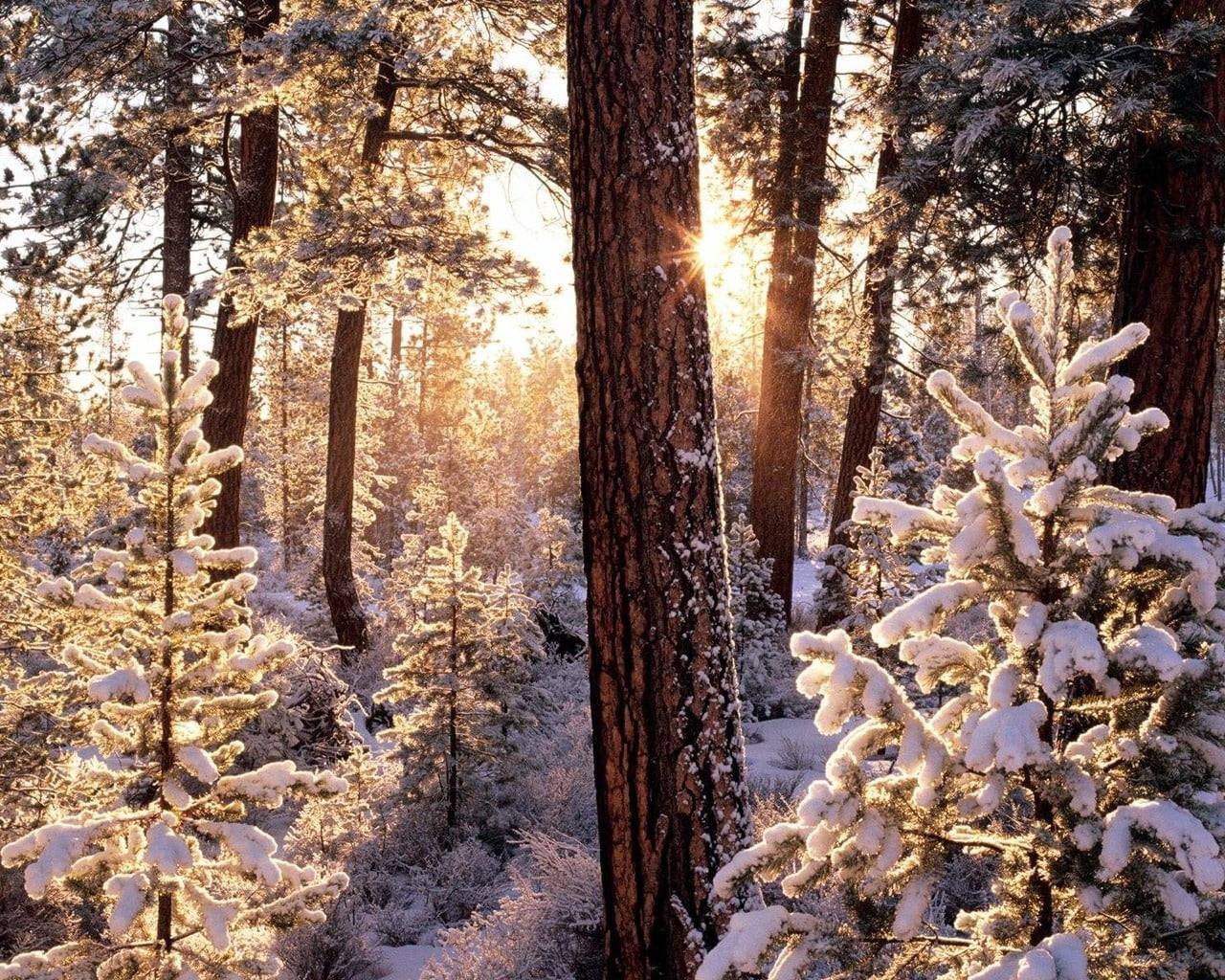 720P, tree, plant, trunk, landscape, light - Natural Phenomenon, coniferous Tree, freshness, wood, bark, environment, cold - Temperature, blue, ice, white, HD Wallpaper