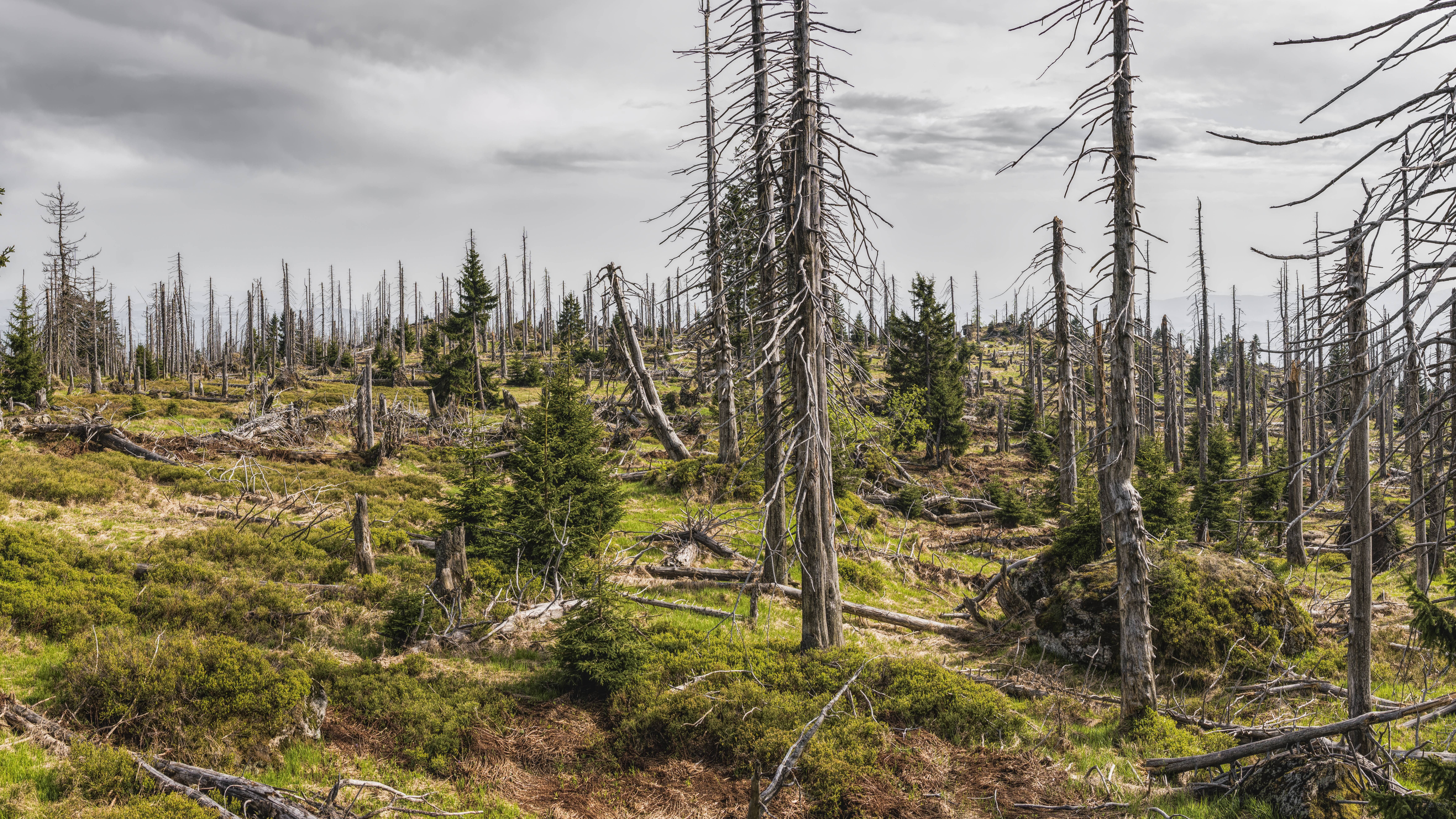 beetles, 8K, bavarian, bark, trees, forest, HD Wallpaper