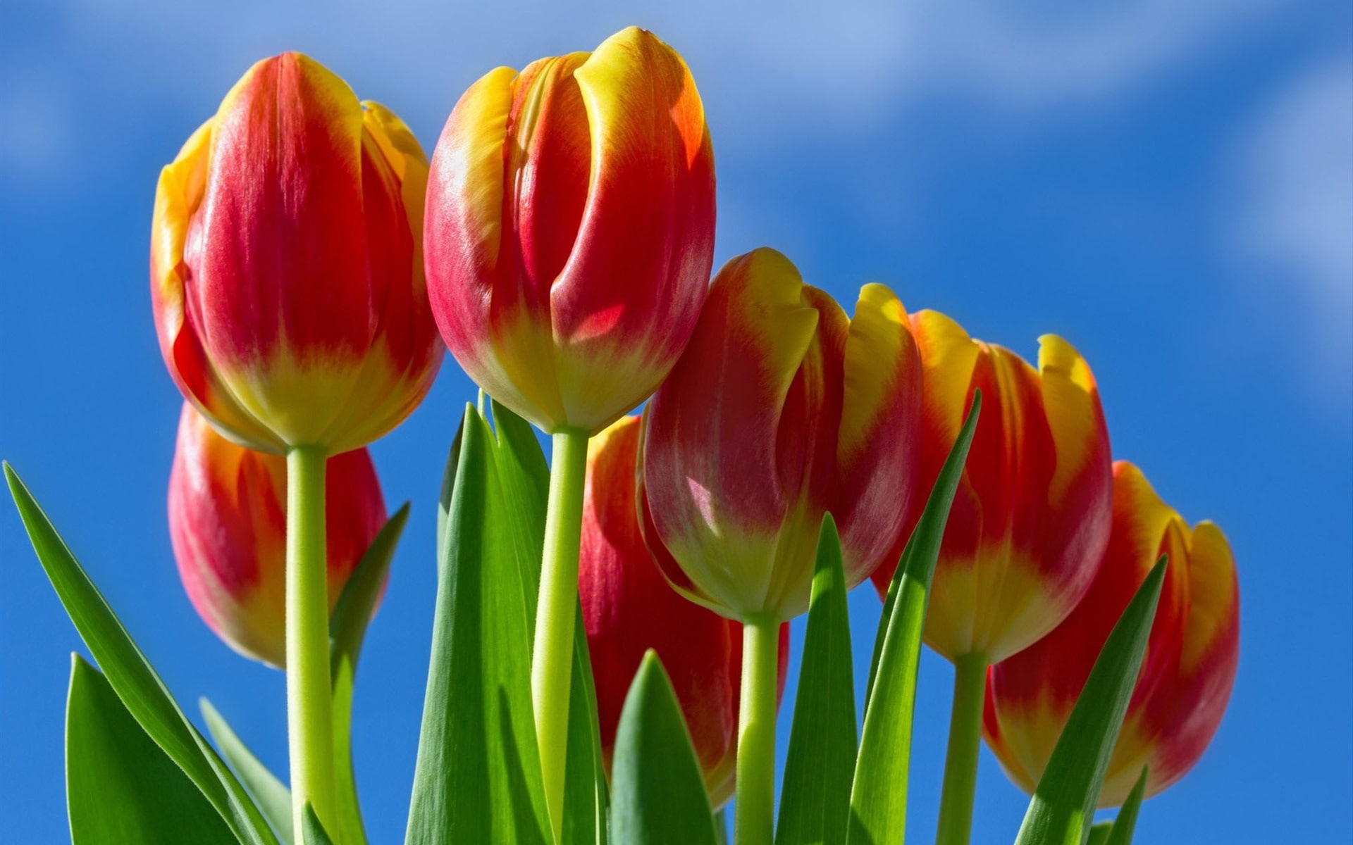 1080P, Yellow, close, Petals, Tulips, Red, HD Wallpaper