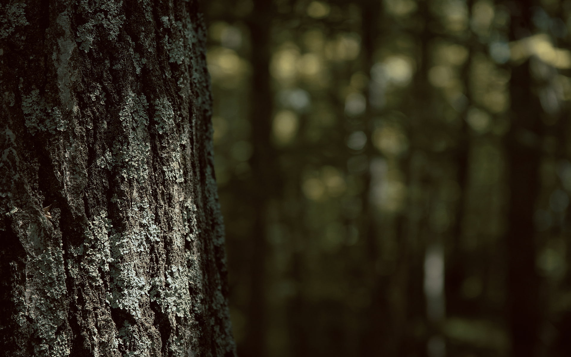 textured, nature, tree trunk, natural condition, bark, 1080P, tranquility, day, growth, forest, close-up, plant, trunk, focus on foreground, woodland, HD Wallpaper