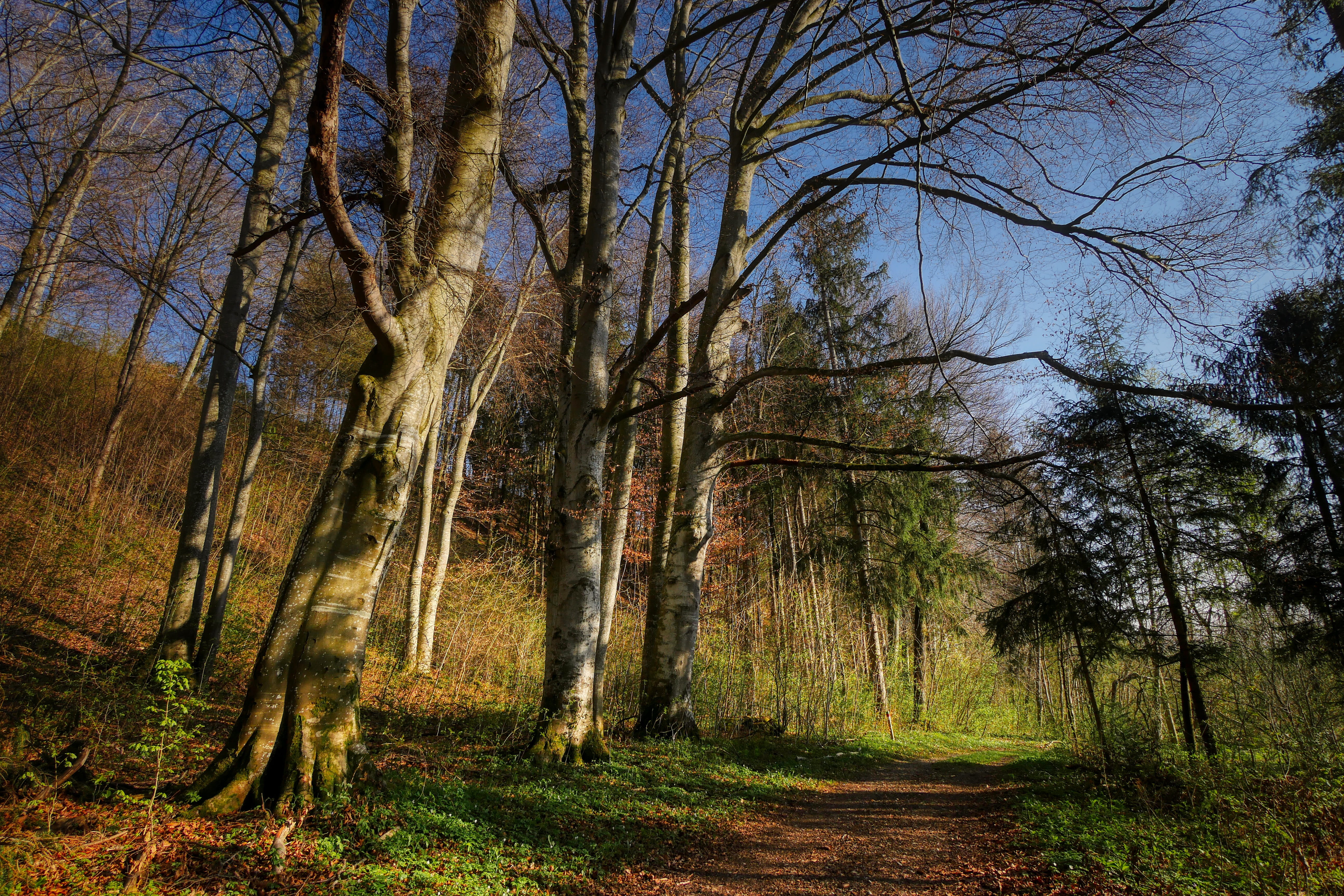 tree trunk, trunk, outdoors, trail, no people, beauty in nature, tree, live, bark, woodland, environment, tranquility, light, plant, landscape, grow, sky, HD Wallpaper