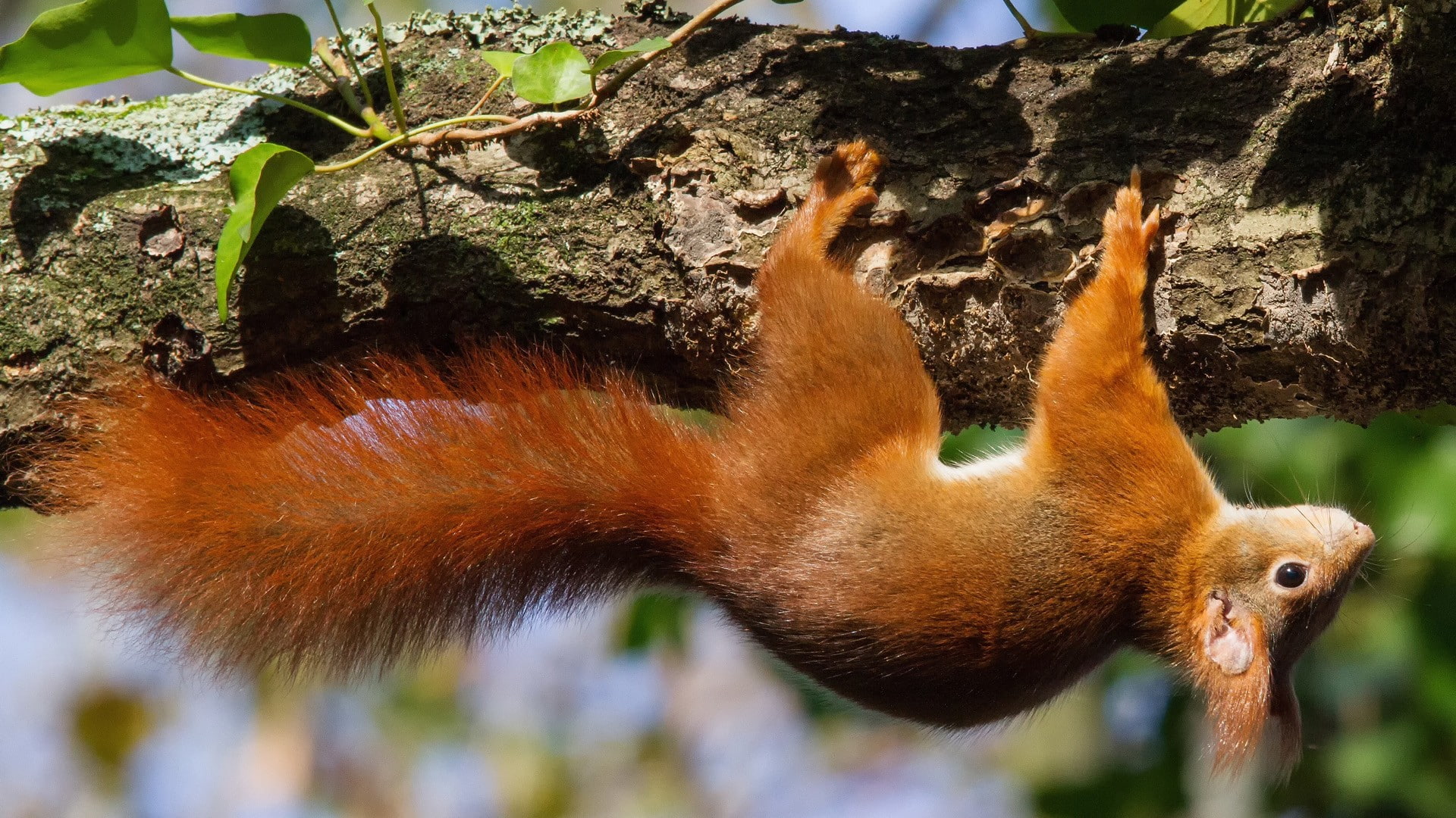 vertebrate, land, no people, one animal, day, outdoors, tree, animal head, animal body part, branch, close-up, mammal, herbivorous, animal themes, animal wildlife, HD Wallpaper