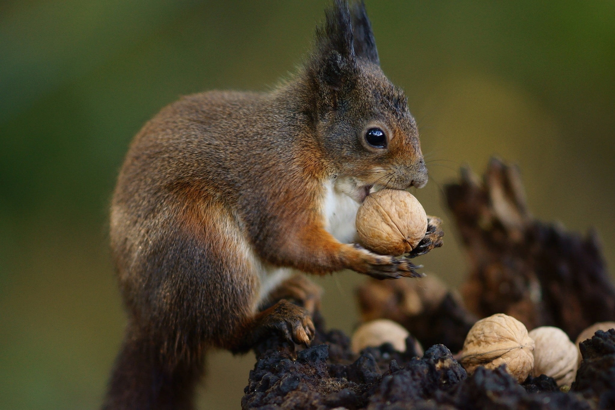 nuts, brown, eating, one animal, animal wildlife, black, outdoors, close-up, vertebrate, short, nut, tree, nature, nut - food, animals in the wild, mammal, HD Wallpaper