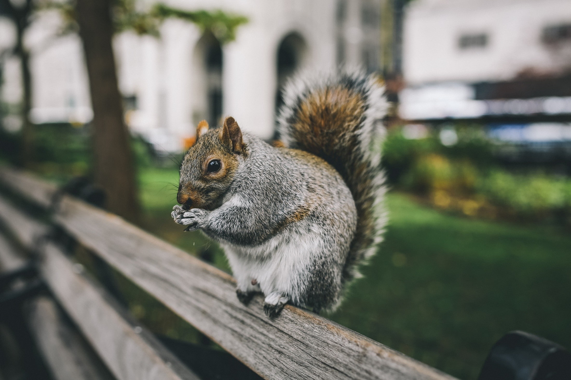 1080P, squirrel, animal themes, built structure, architecture, animal, railing, animals, no people, mammal, bench, animal wildlife, close-up, nature, day, HD Wallpaper