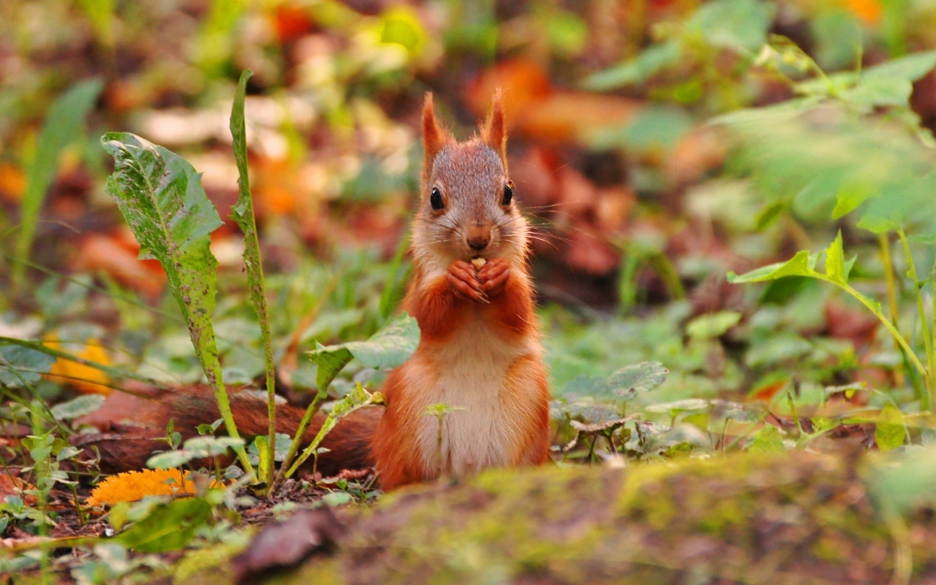 nature, animals, squirrel, 1080P, HD Wallpaper