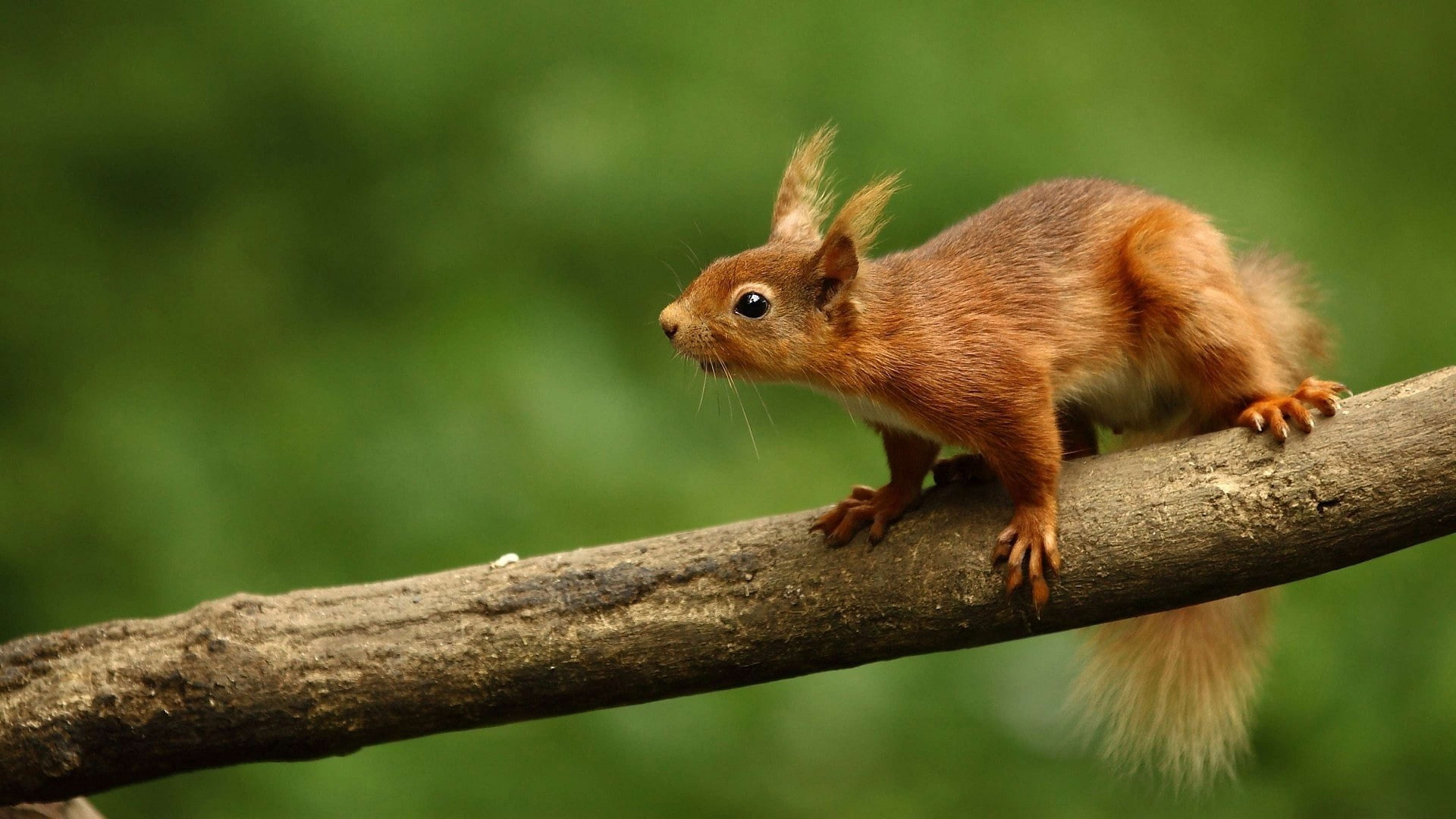 wood, squirrel, nature, animals, 1080P, HD Wallpaper