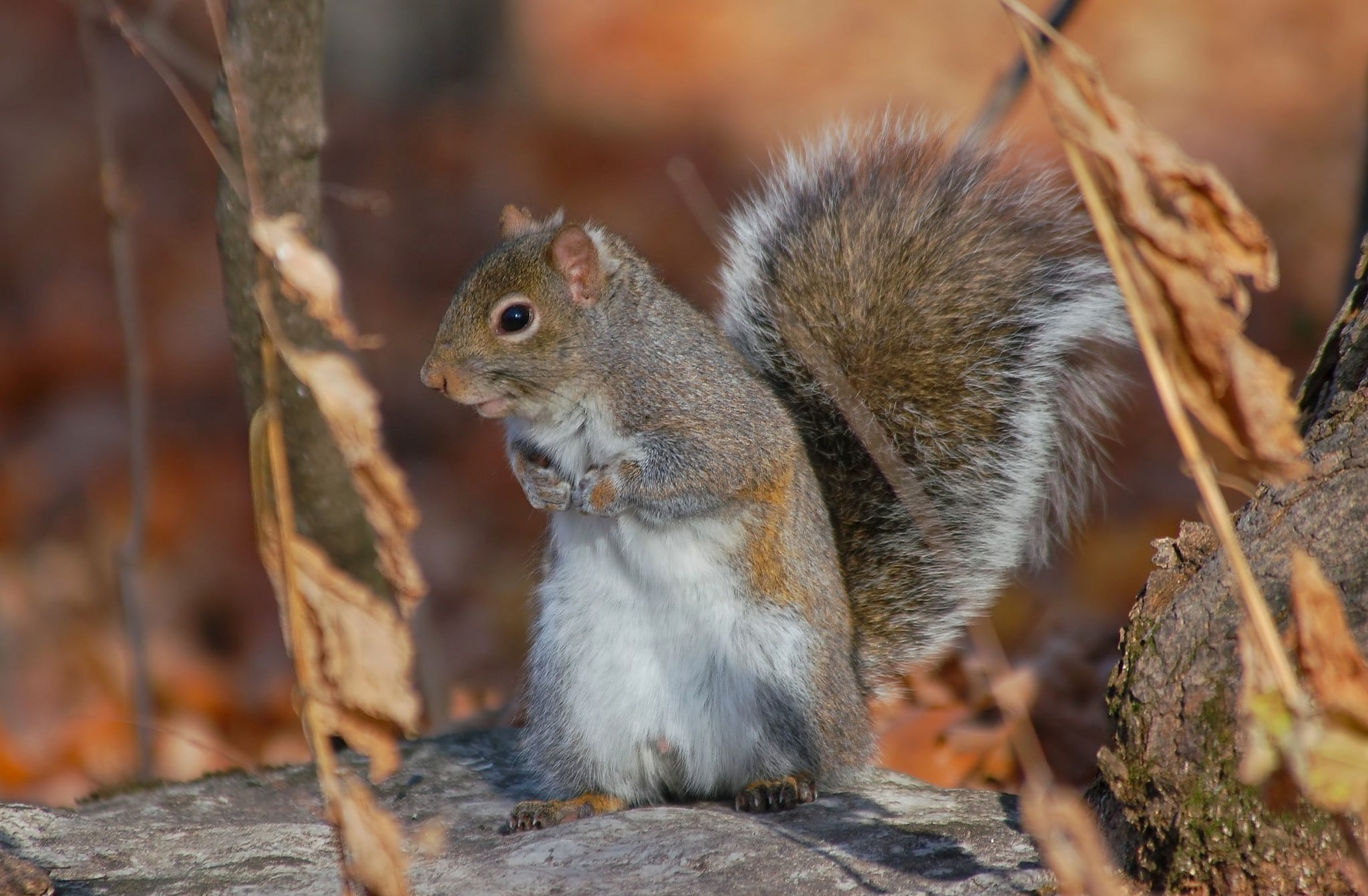 mammal, day, animal themes, nature, focus on foreground, animal, food, tree, eating, close-up, vertebrate, no people, one animal, rock - object, 1080P, HD Wallpaper