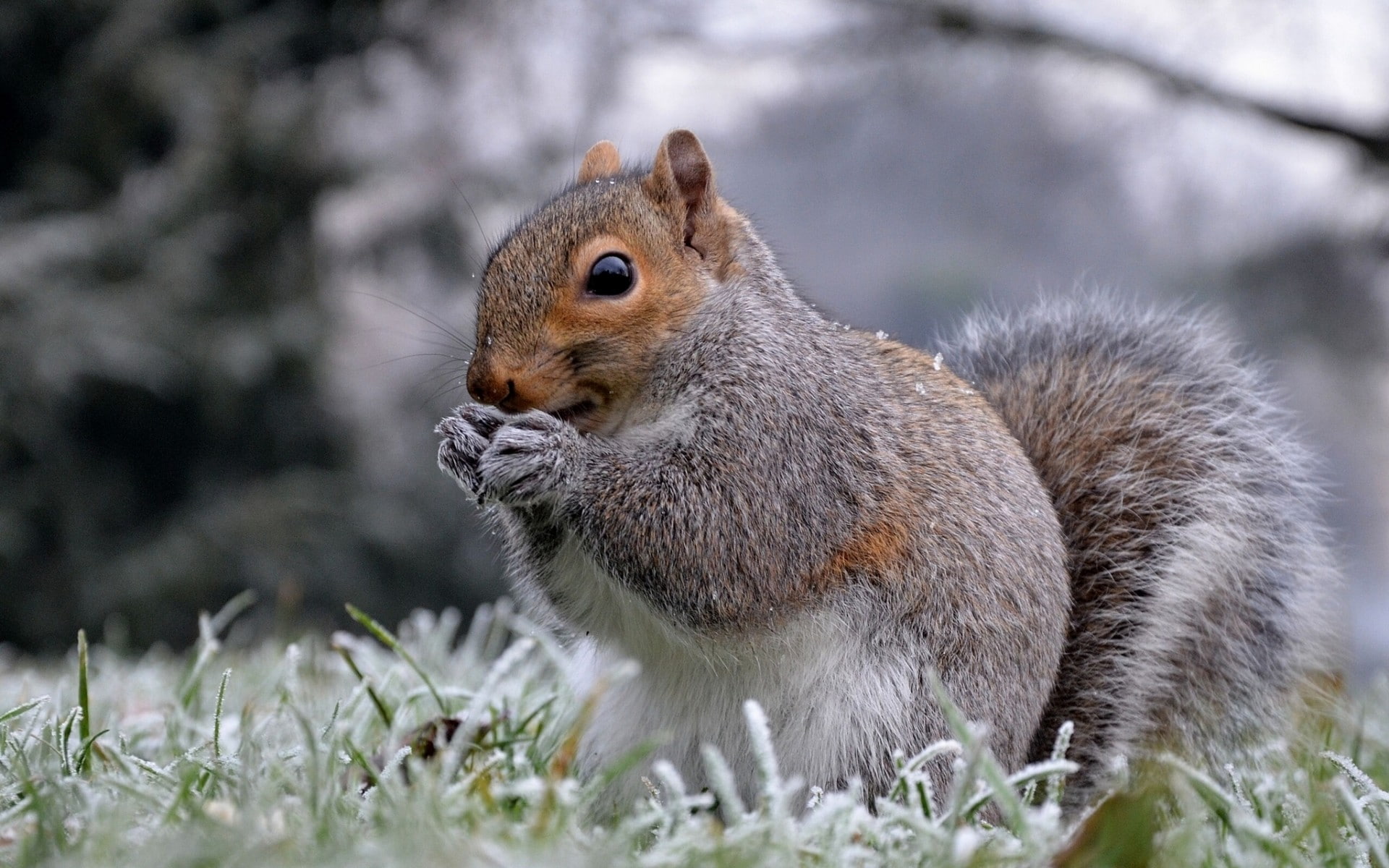 winter, nature, mammals, squirrel, 1080P, animals, HD Wallpaper