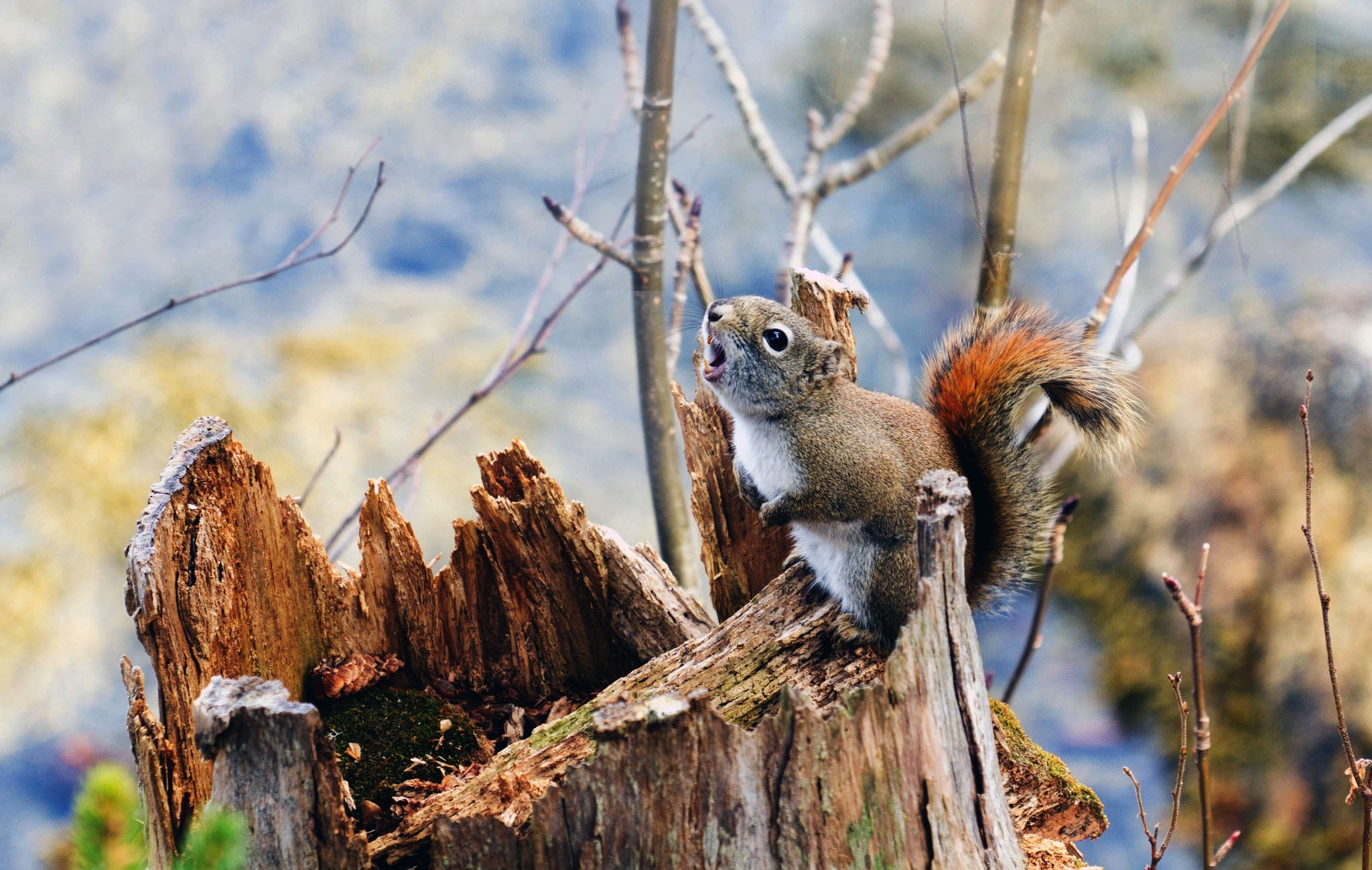 chipmunk, nature, 1080P, squirrel, branch, plant, one animal, tree, no people, rodent, wood - material, day, animal wildlife, focus on foreground, animal, HD Wallpaper