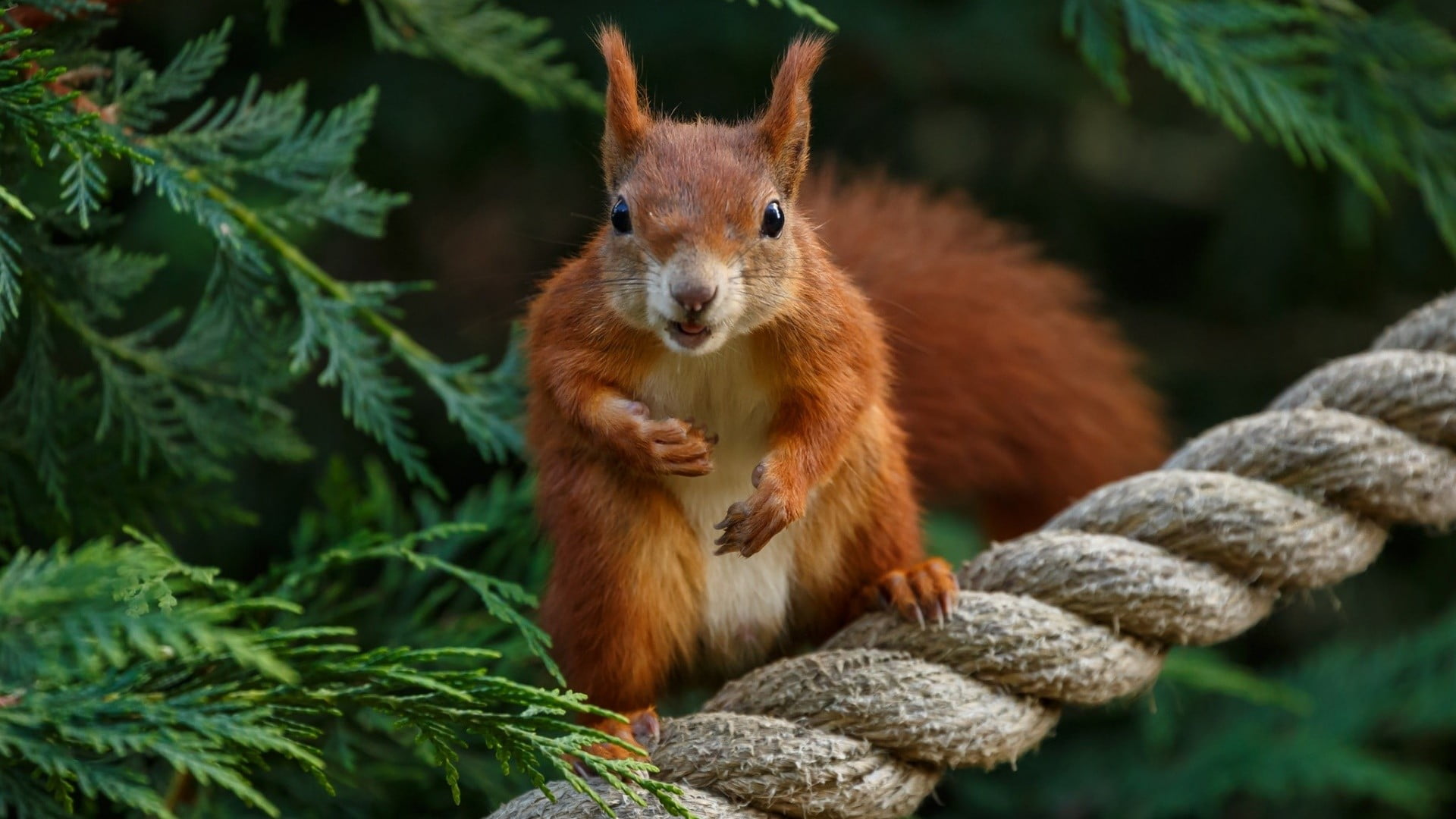 focus on foreground, branch, animal wildlife, plant part, animal themes, tree, animals, squirrel, vertebrate, close-up, orange, no people, day, rodent, HD Wallpaper