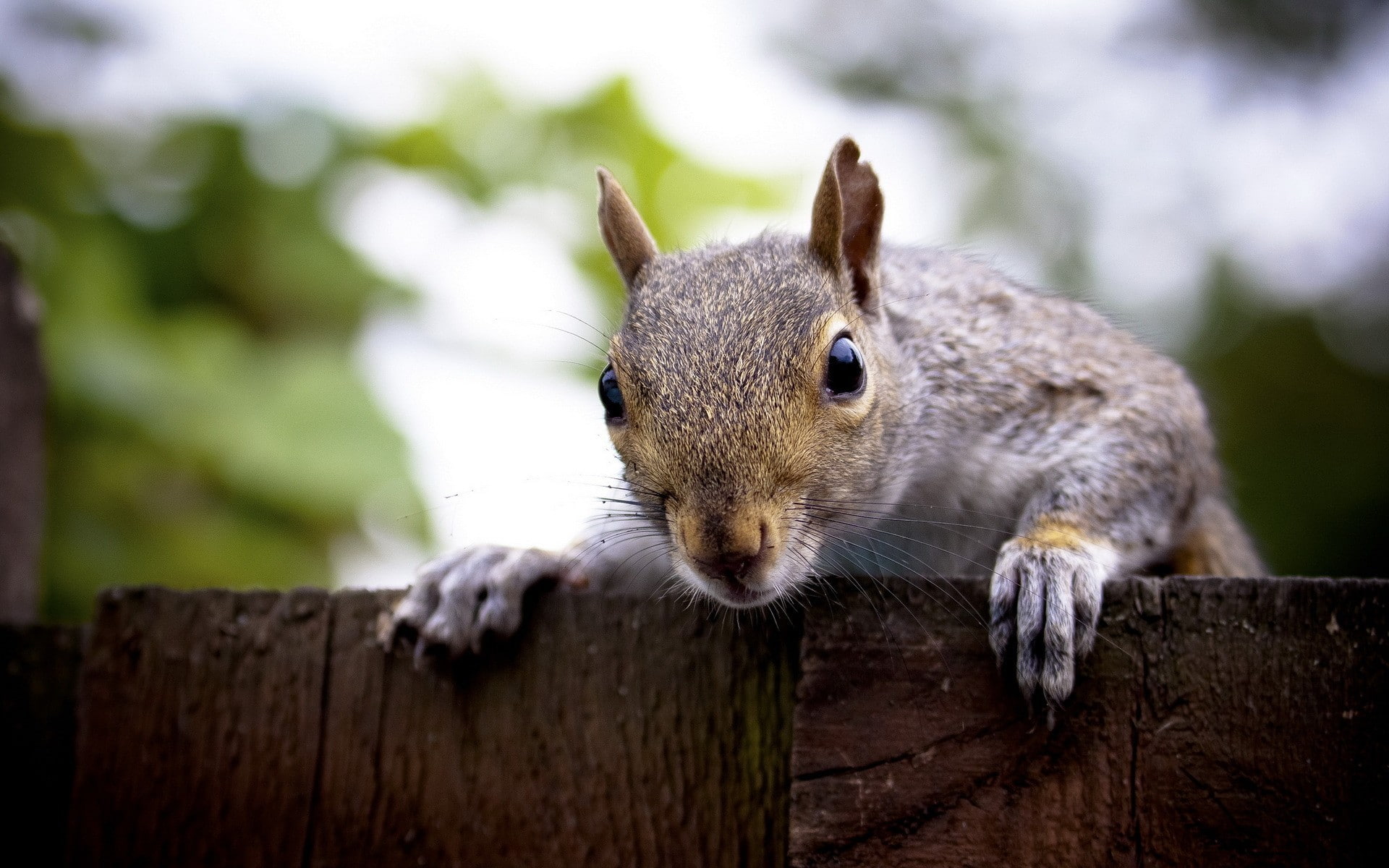 animals, one animal, barrier, vertebrate, rodent, animals in the wild, tree, day, wood - material, close-up, animal head, animal, fence, mammal, whisker, HD Wallpaper