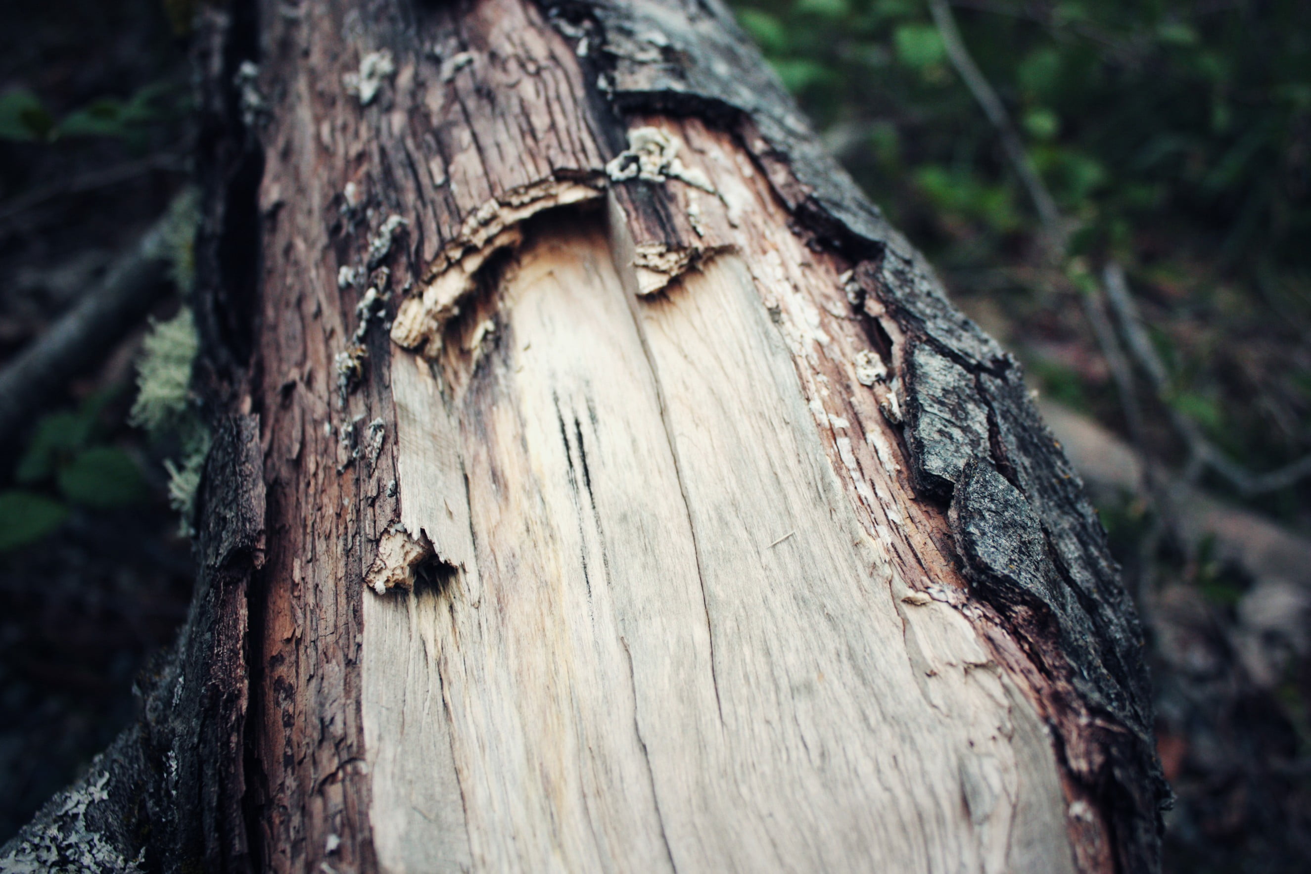 brown, land, trunk, forest, outdoors, tree trunk, growth, wood, nature, close-up, 2K, day, pattern, rough, no people, plant bark, tree, plant, wood - material, HD Wallpaper