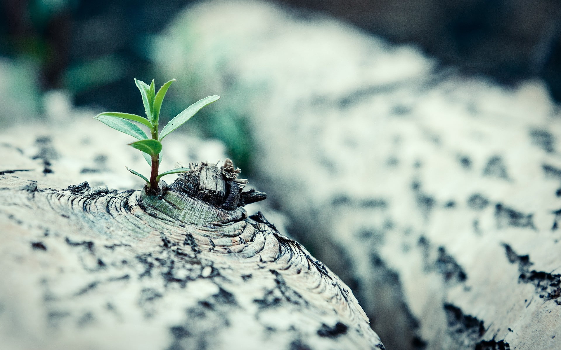 close-up, new life, plant, outdoors, rock - object, bark, tree, wood - material, plants, beginnings, growth, textured, beauty in nature, depth of field, HD Wallpaper