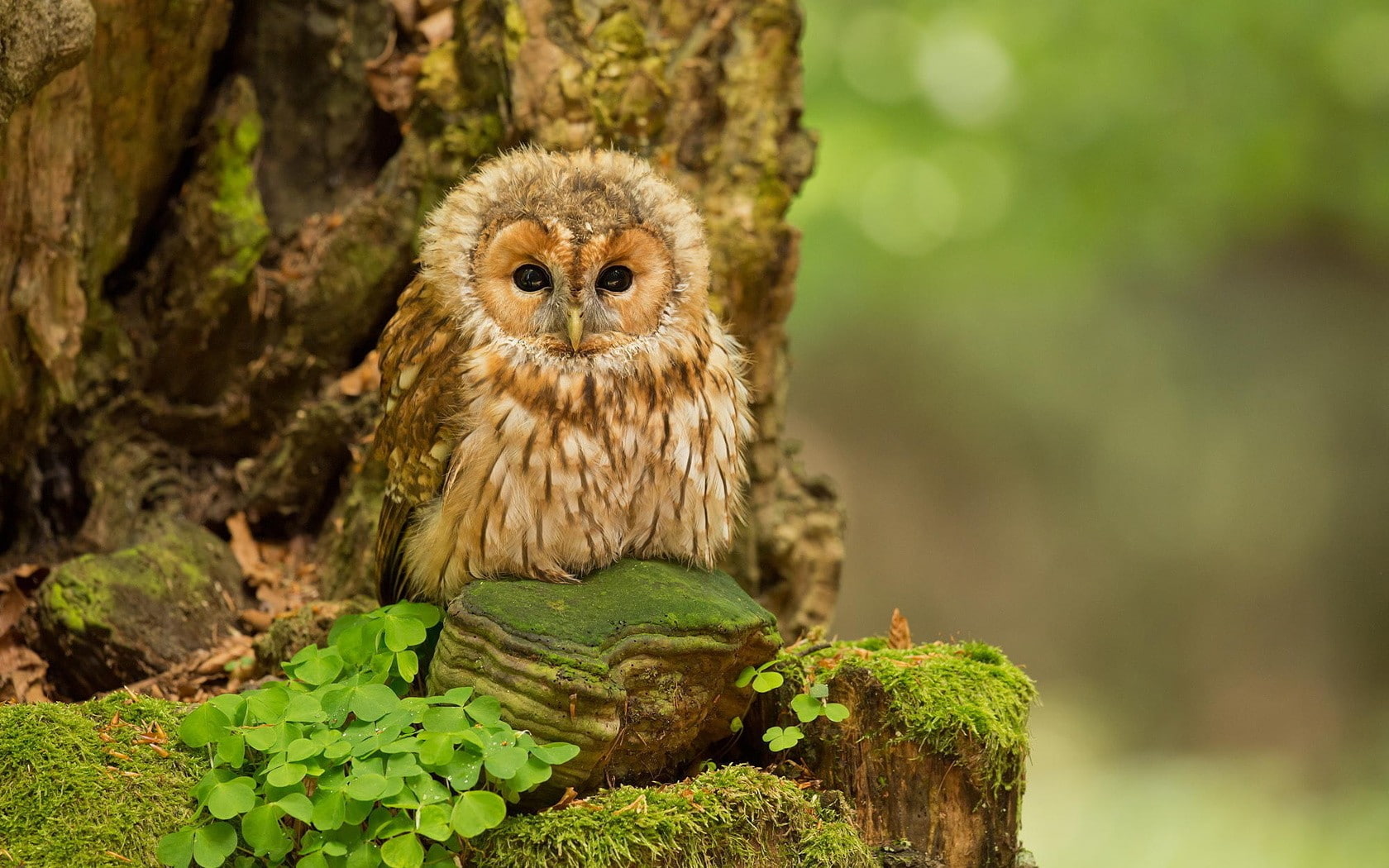 day, tree, animal, green color, mammal, owl, animal themes, one animal, animals, bark, close-up, focus on foreground, animal wildlife, portrait, bird of prey, HD Wallpaper