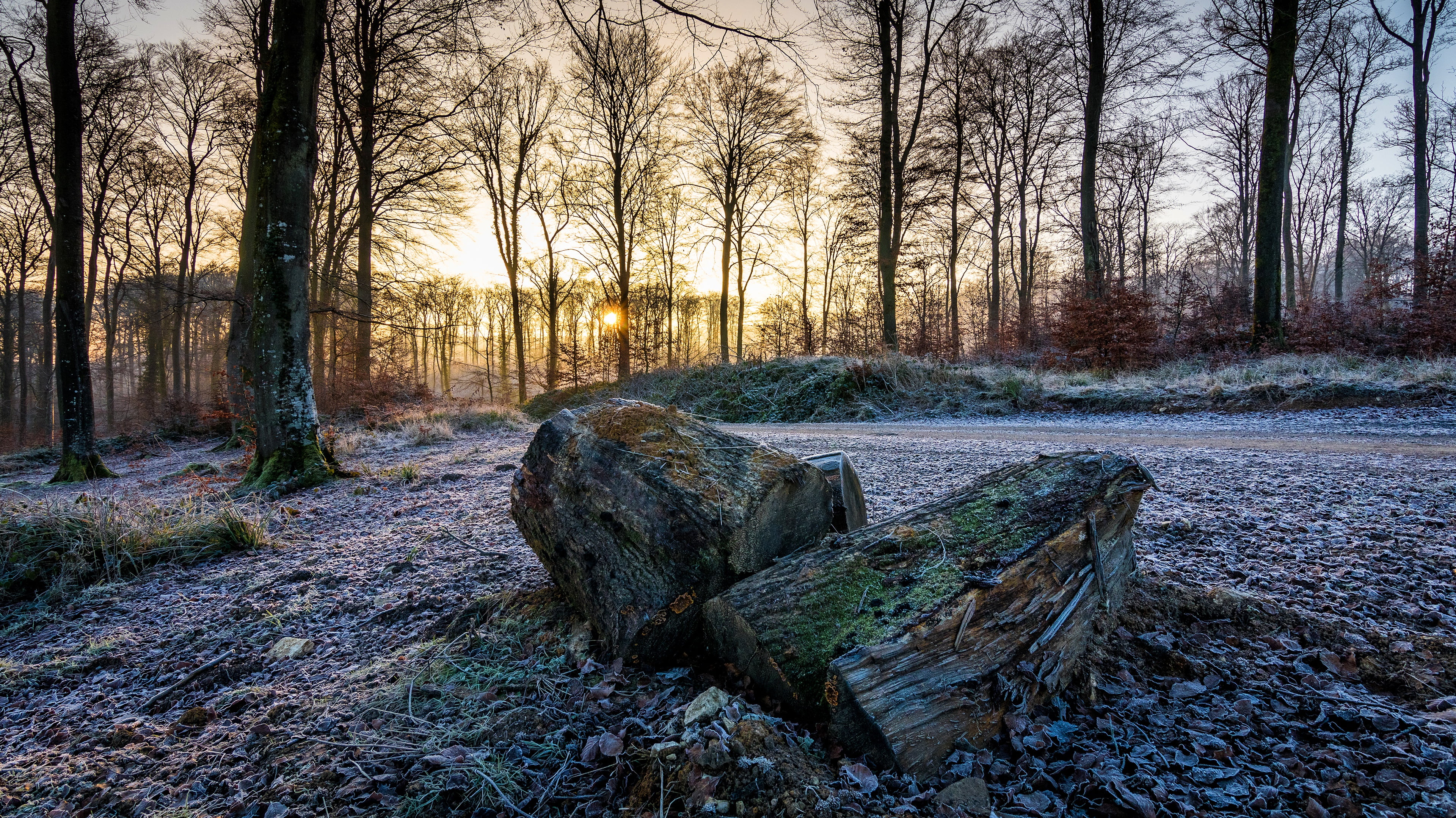 tranquil scene, plant, snow, woodland, wood - material, land, forest, tranquility, bark, cold temperature, 4K, scenics - nature, timber, tree, tree trunk, HD Wallpaper