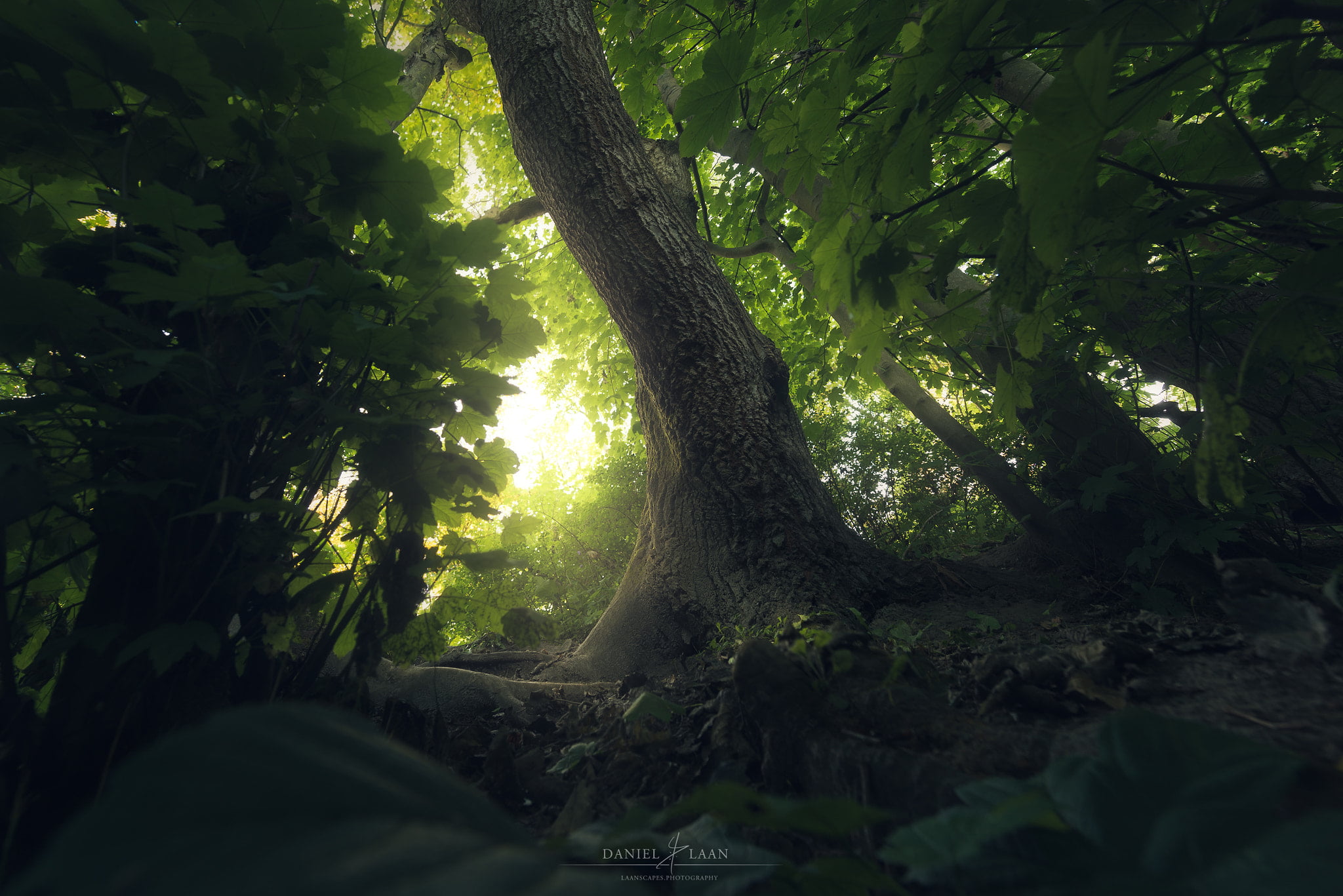 dark, leaf, tree, tree trunk, green color, plant part, floral, scenics - nature, land, no people, tranquil scene, tranquility, nature, trees, sunlight, HD Wallpaper