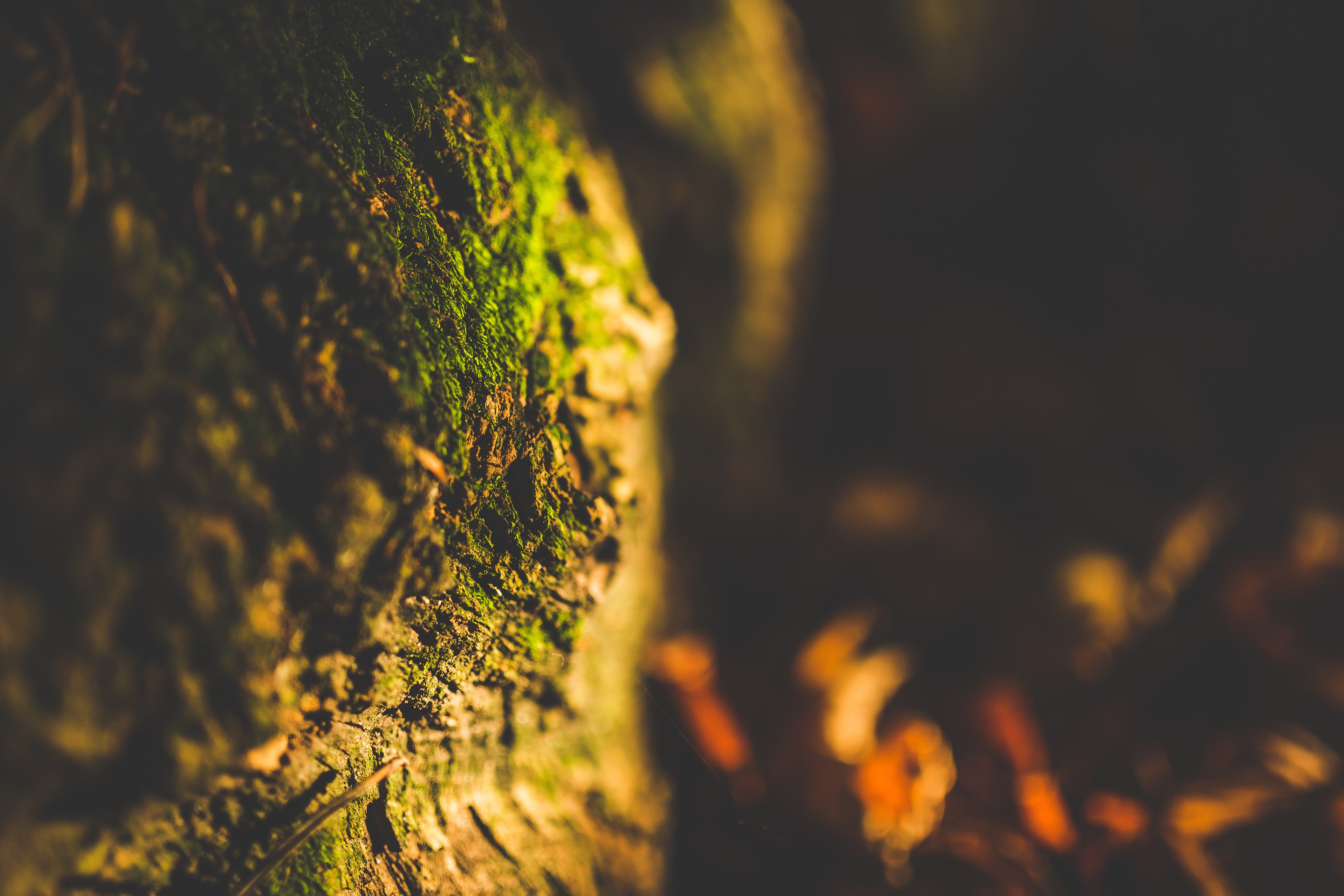 bark, nature, close-up, green color, trunk, no people, depth of field, outdoors, land, selective focus, beauty in nature, tree trunk, 5K, growth, plant, HD Wallpaper