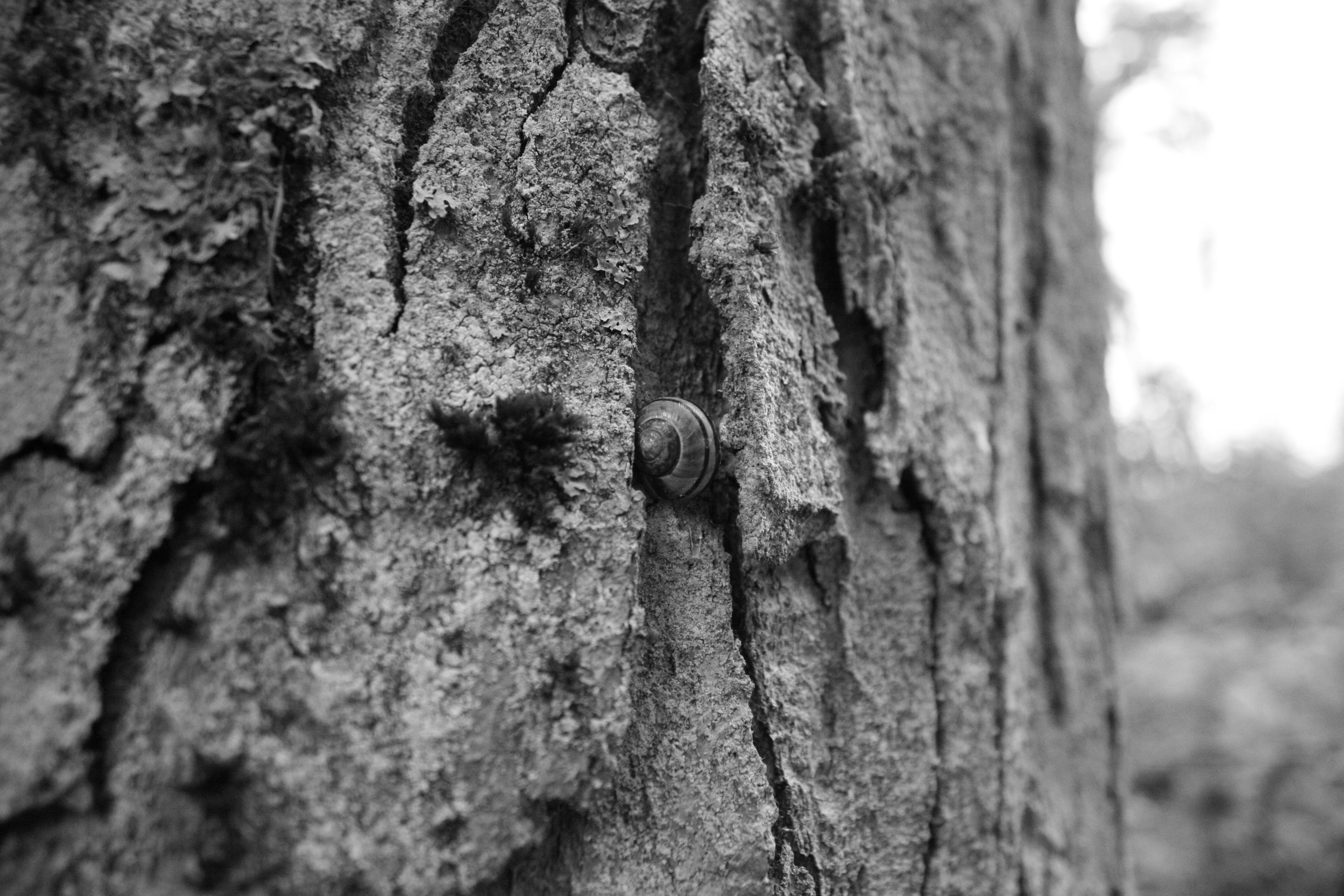 4K, bark, backgrounds, day, textured, trunk, snail, textured effect, wood - material, nature, focus on foreground, plant, pattern, tree, selective focus, HD Wallpaper