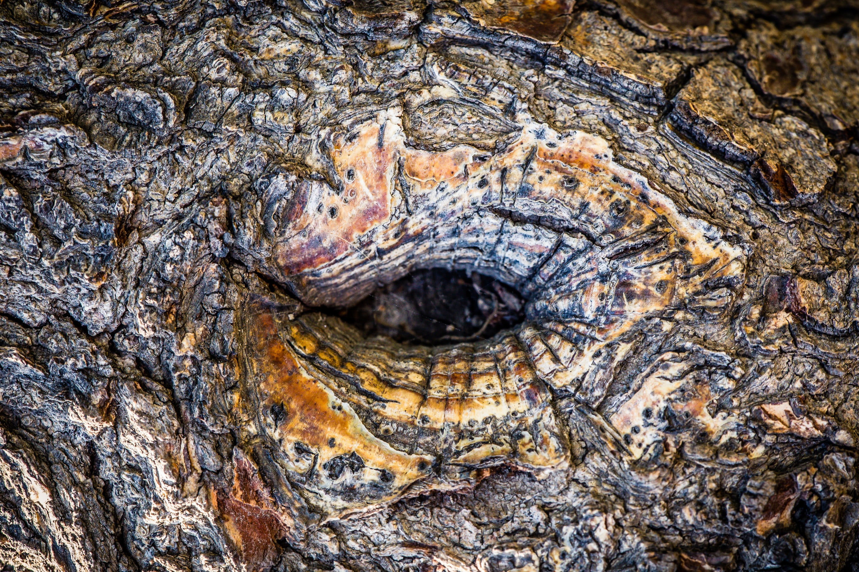 day, 2K, tree trunk, no people, natural pattern, wood - material, pattern, textured, backgrounds, close-up, eyes, full frame, structure, plant bark, growth, HD Wallpaper