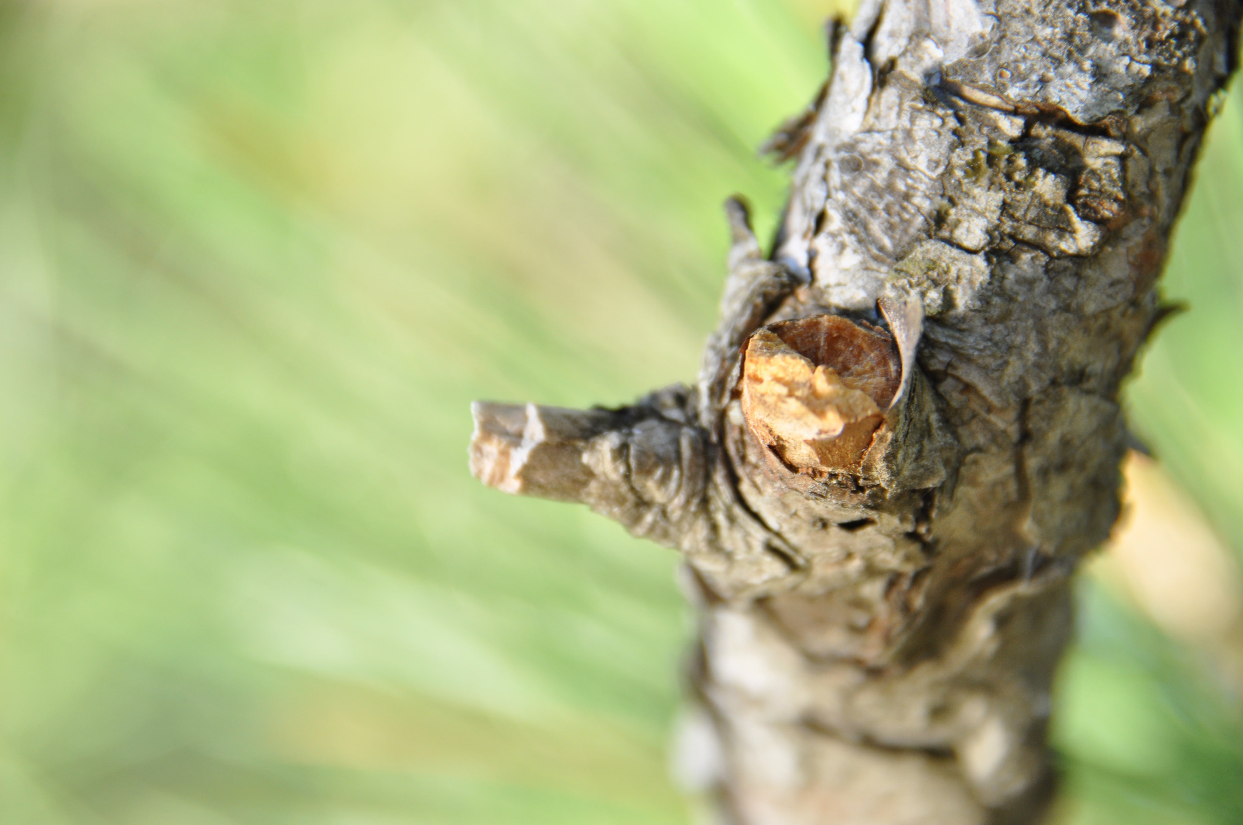 plants, 4K, animal, bark, plant, wood, wood - material, plant bark, selective focus, nature, close-up, tree trunk, one animal, outdoors, no people, animals in the wild, HD Wallpaper