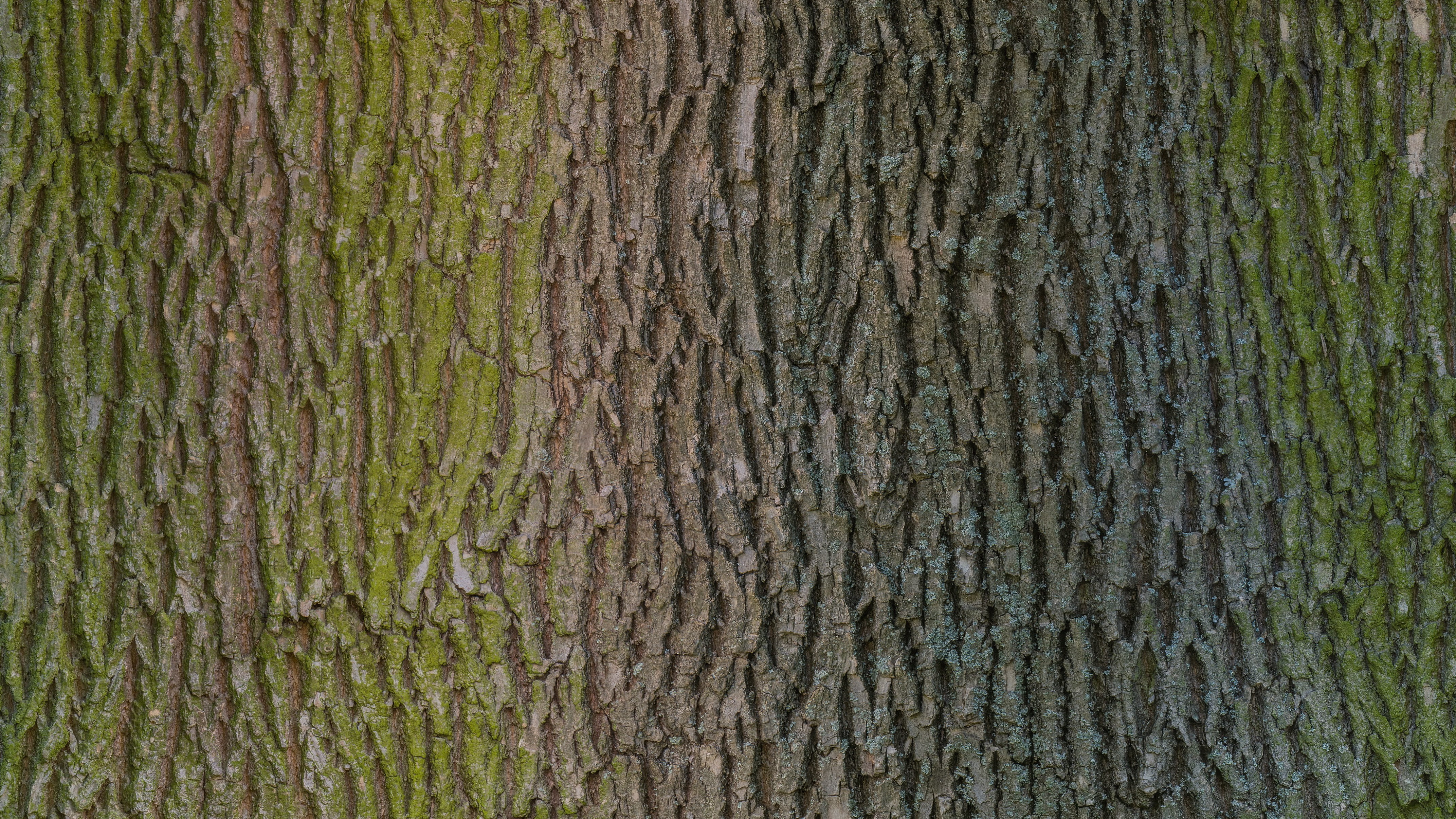 rough, basecolor, green, bark, textured, pattern, wood - material, scan, photo, plant, day, growth, moss, weathered, trunk, plank, timber, close, wood grain, HD Wallpaper