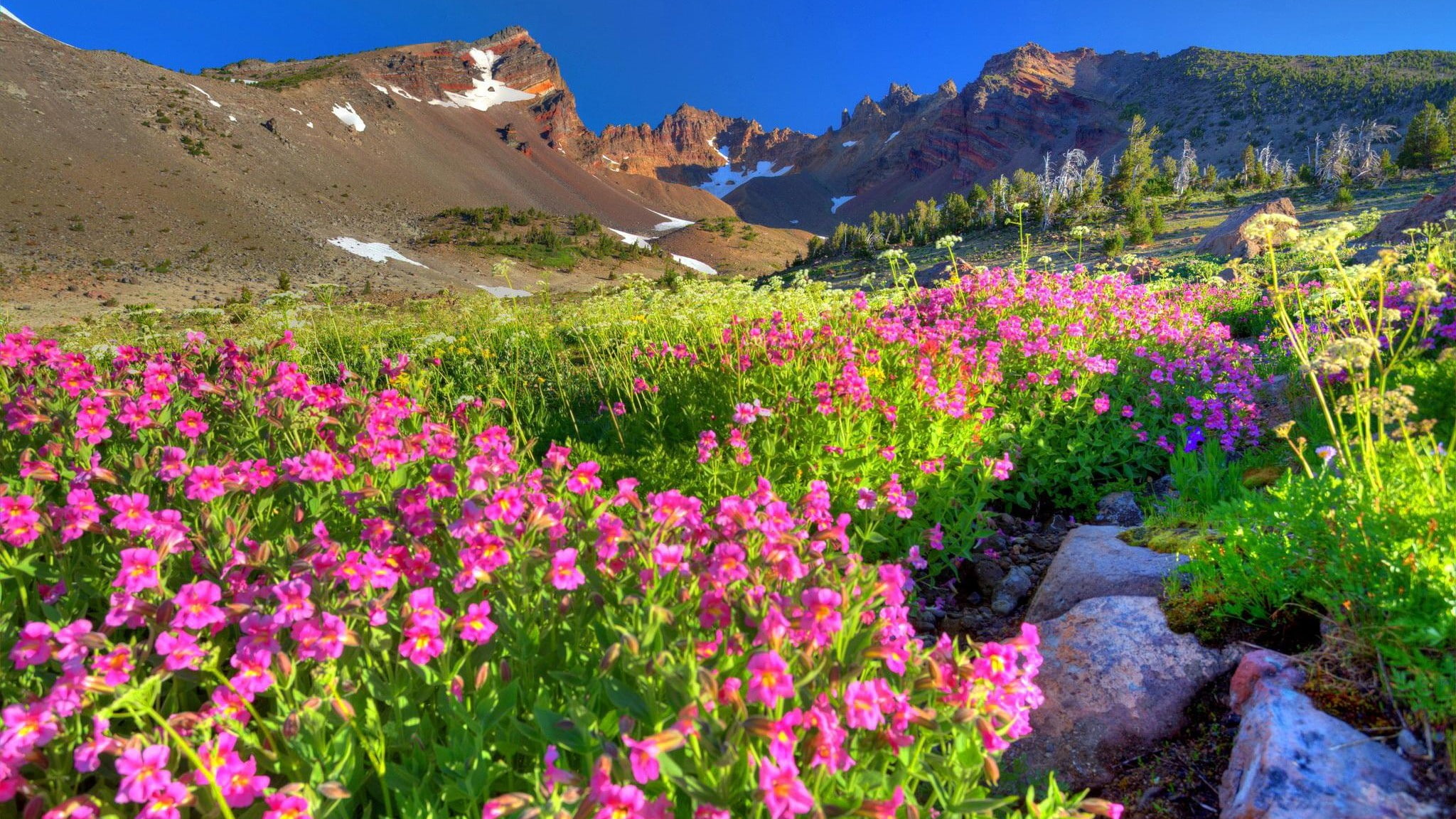 beautiful, mountain, rock, purple, peaks, desktop, spring, snow, rocky, flowers, hd, sky, blue, 1080P, HD Wallpaper