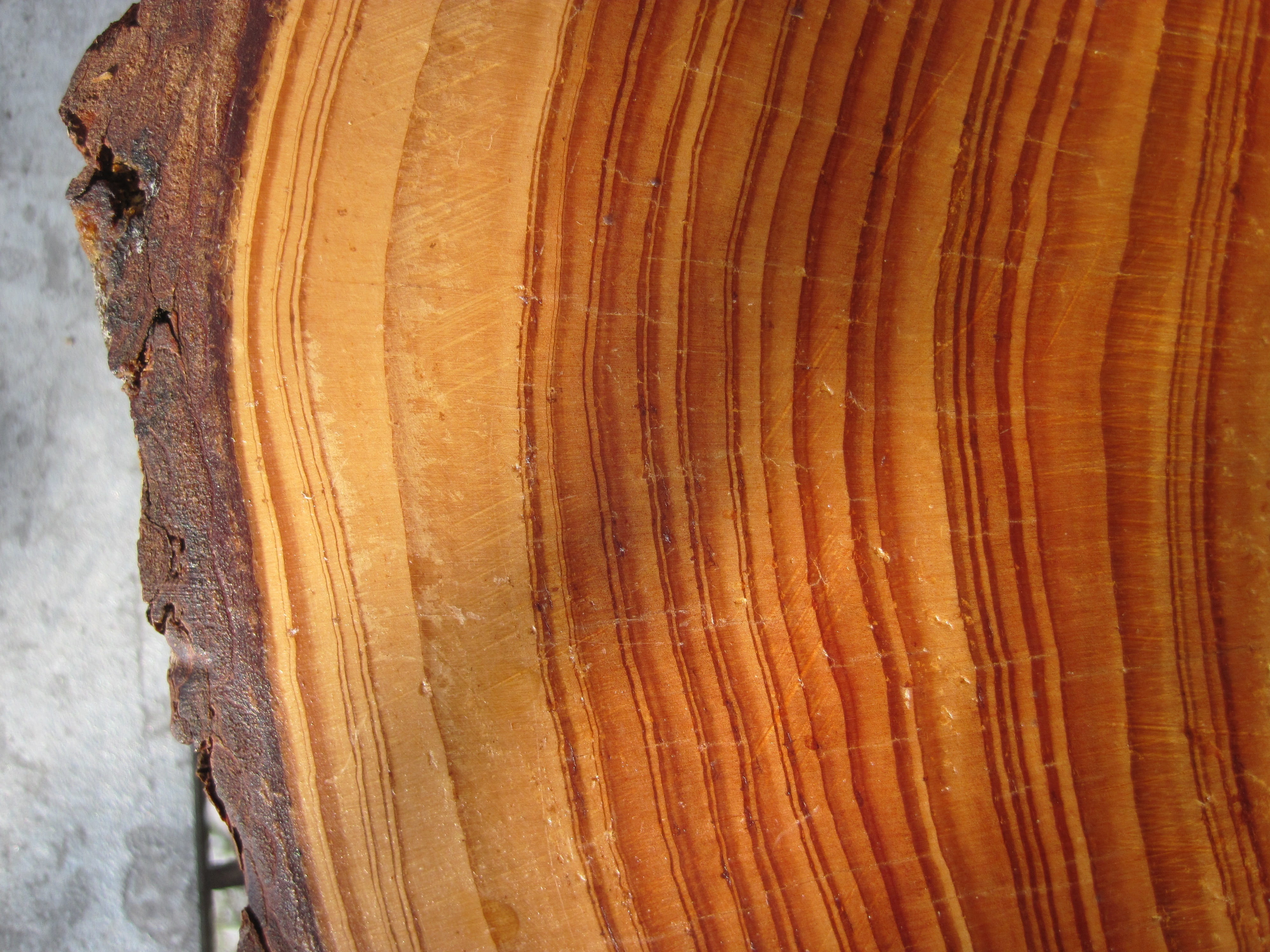 tree ring, Structure, wooden structure, bark, timber, backgrounds, grain, trunk, no people, natural pattern, wooden disc, Wooden, day, full frame, wood, HD Wallpaper